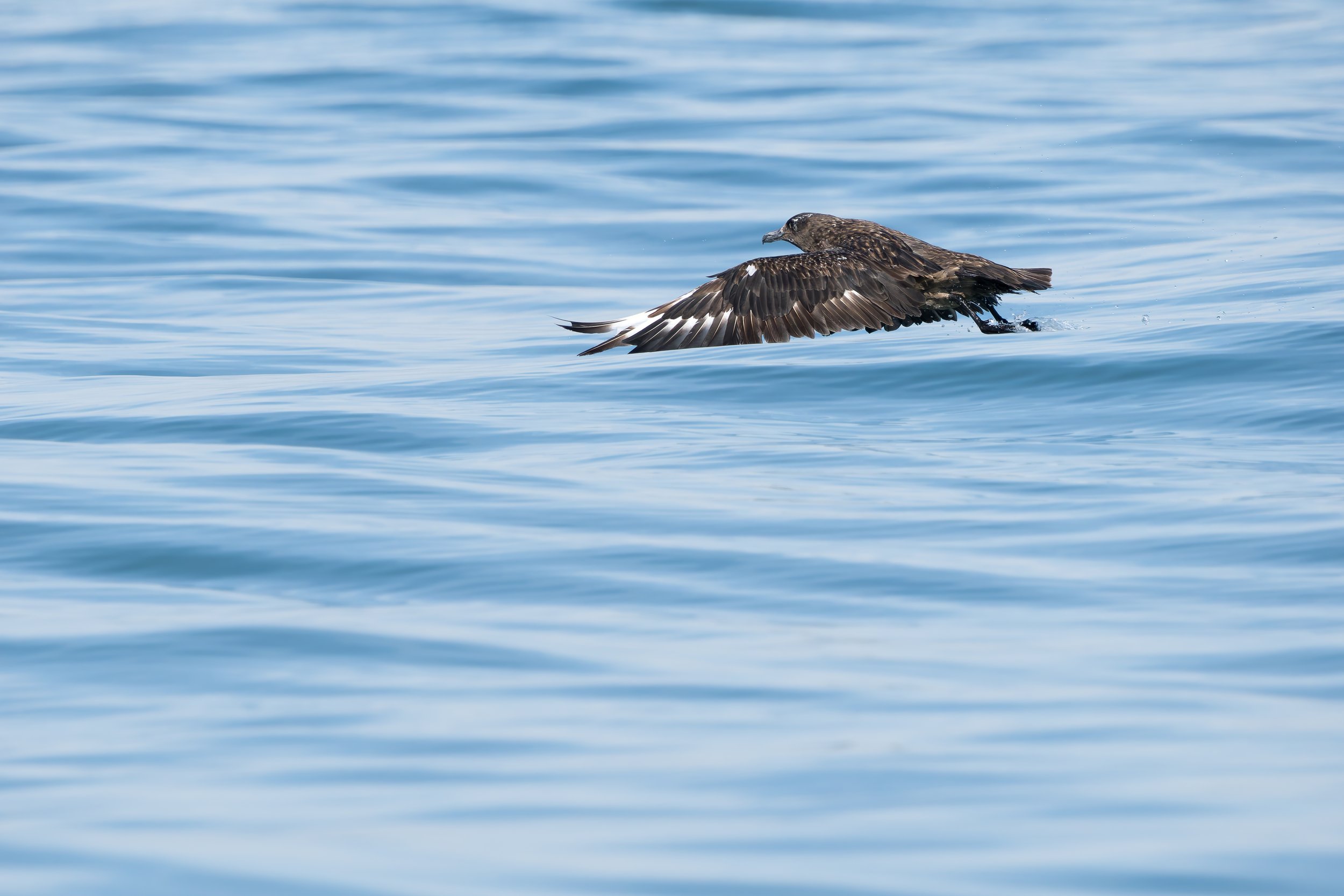 Págalo grande (Stercorarius skua)
Chipiona, Cádiz.
Noviembre, 2025.