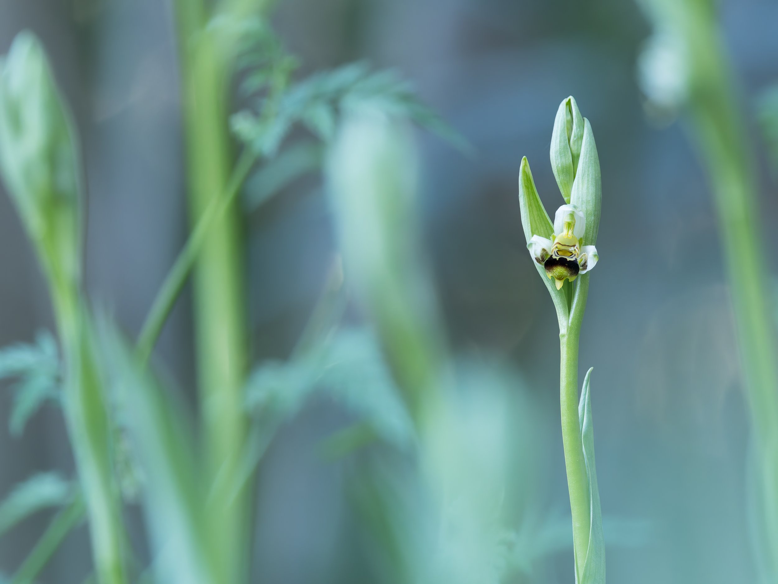 Ophrys apifera.
Sevilla.
Abril, 2026.
