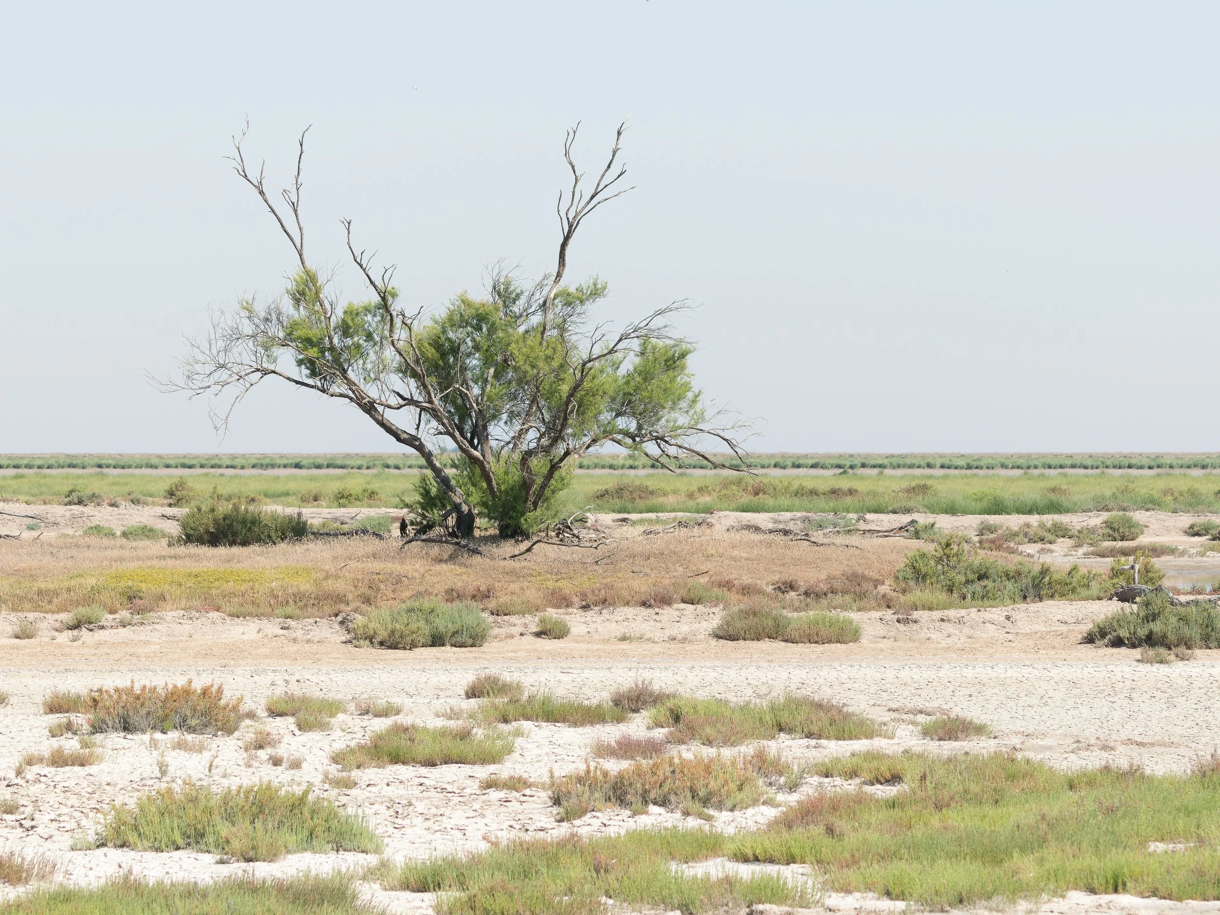 Taray Doñana Gaditana.jpg