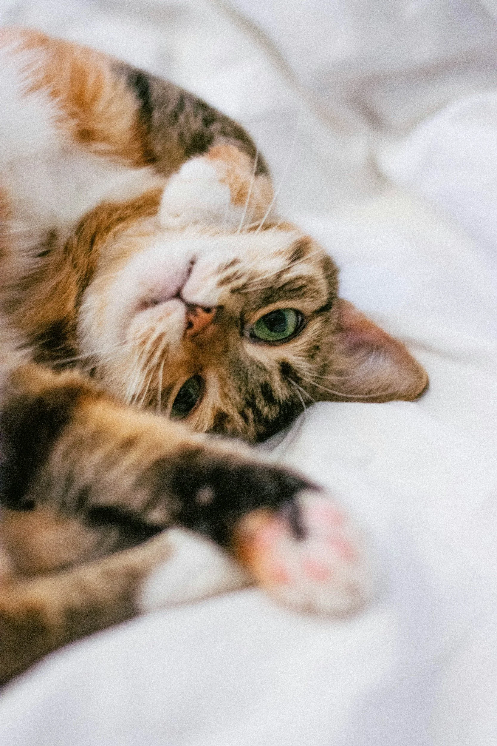 Nahaufnahme eines spielenden Katzenbabys mit grünen Augen, das auf einem weißen Bett liegt.