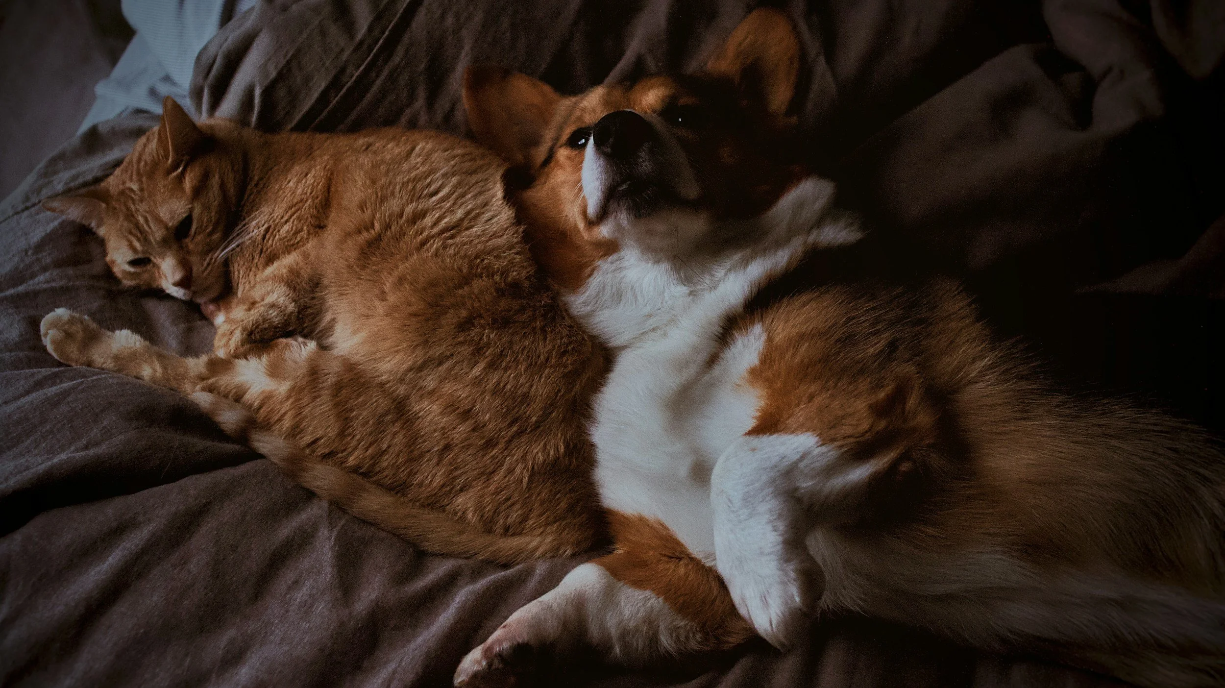 Ein Katze und ein Hund schlafen gemeinsam auf einer dunklen Decke.