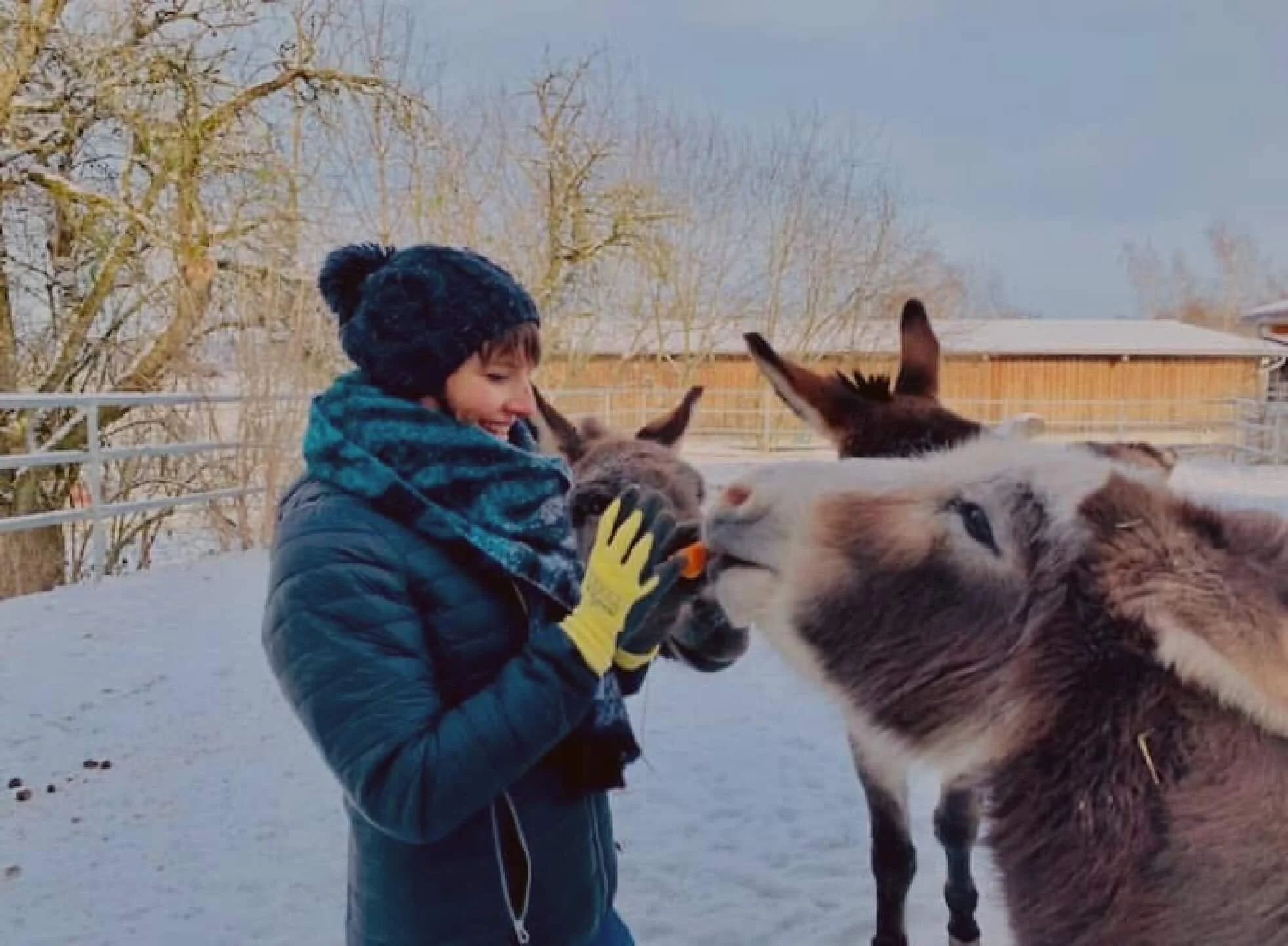 Ein Junge mit dunklen Haaren, schwarzem Winterhut, gelben Handschuhen, blauer Jacke und grün-gestreiftem Schal streichelt einen Hund mit mehreren Hunden im Schnee. Es ist winterlich, mit Bäumen und einem Zaun im Hintergrund.