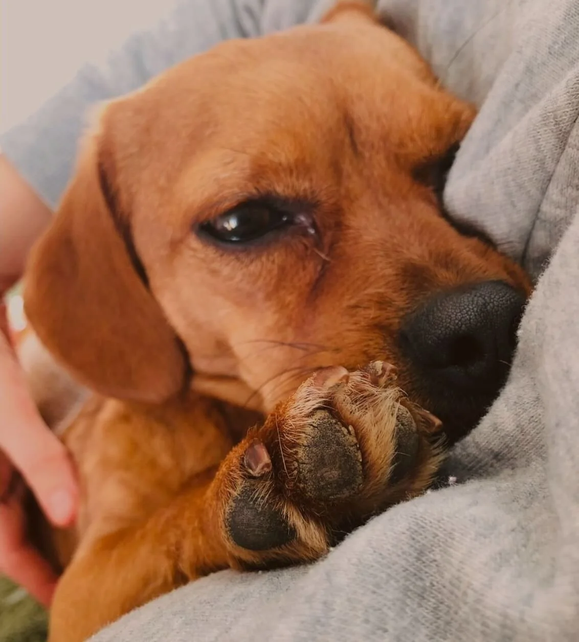 Brauner Hund liegt entspannt auf einer Decke und steht für die ganzheitliche Begleitung aus Tiergespräch und energetischer Unterstüztung.
