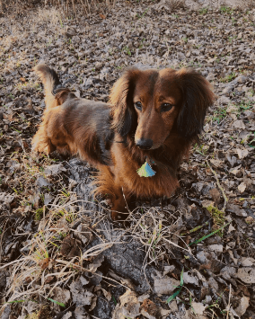 Ein Dackel im Laub im Freien mit einem blauen Hundespielzeug im Maul.