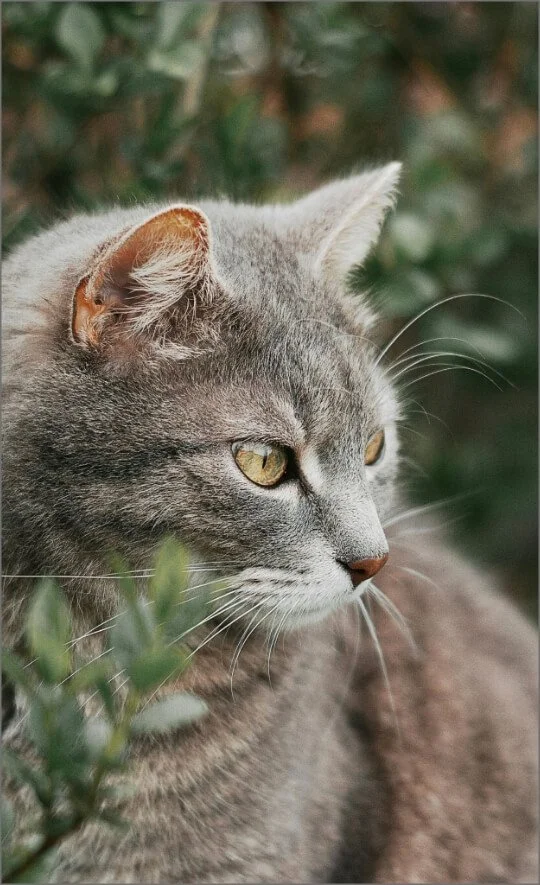 Nahaufnahme einer grauen Katze im Freien als Bild für energetische Begleitung.