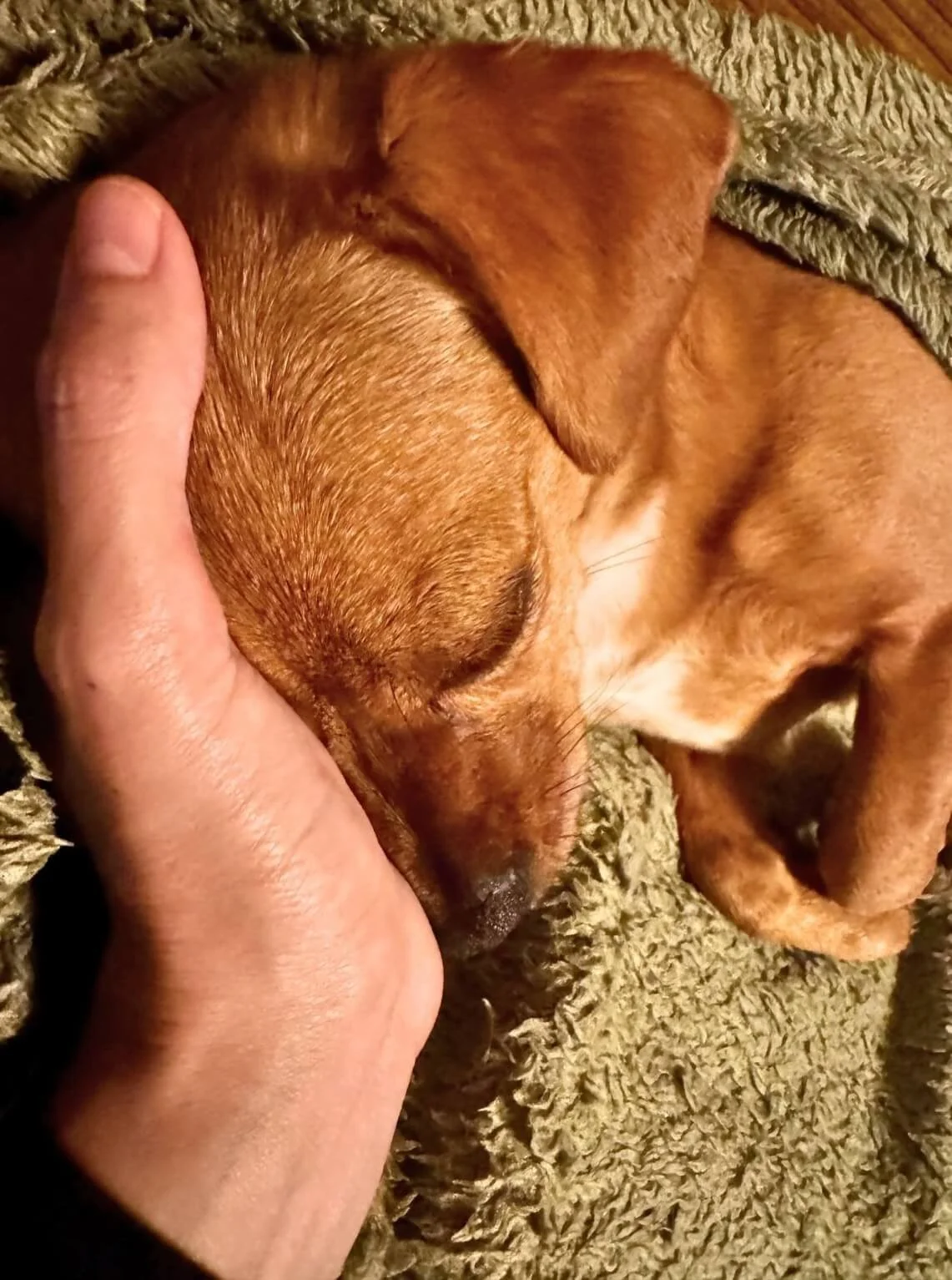 Ein roter Welpe liegt auf einer weichen, wolligen Decke, während eine Hand ihn sanft streichelt und sein Kopf leicht in die Hand legt.
