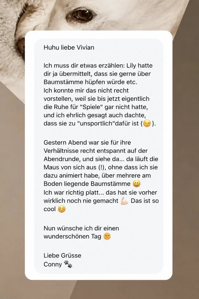 Ein Screenshot eines Textnachrichts auf einem Smartphone, das an Vivian gerichtet ist, mit einem Hintergrundbild eines Hundes, nur die obere Hälfte des Hundes ist sichtbar.