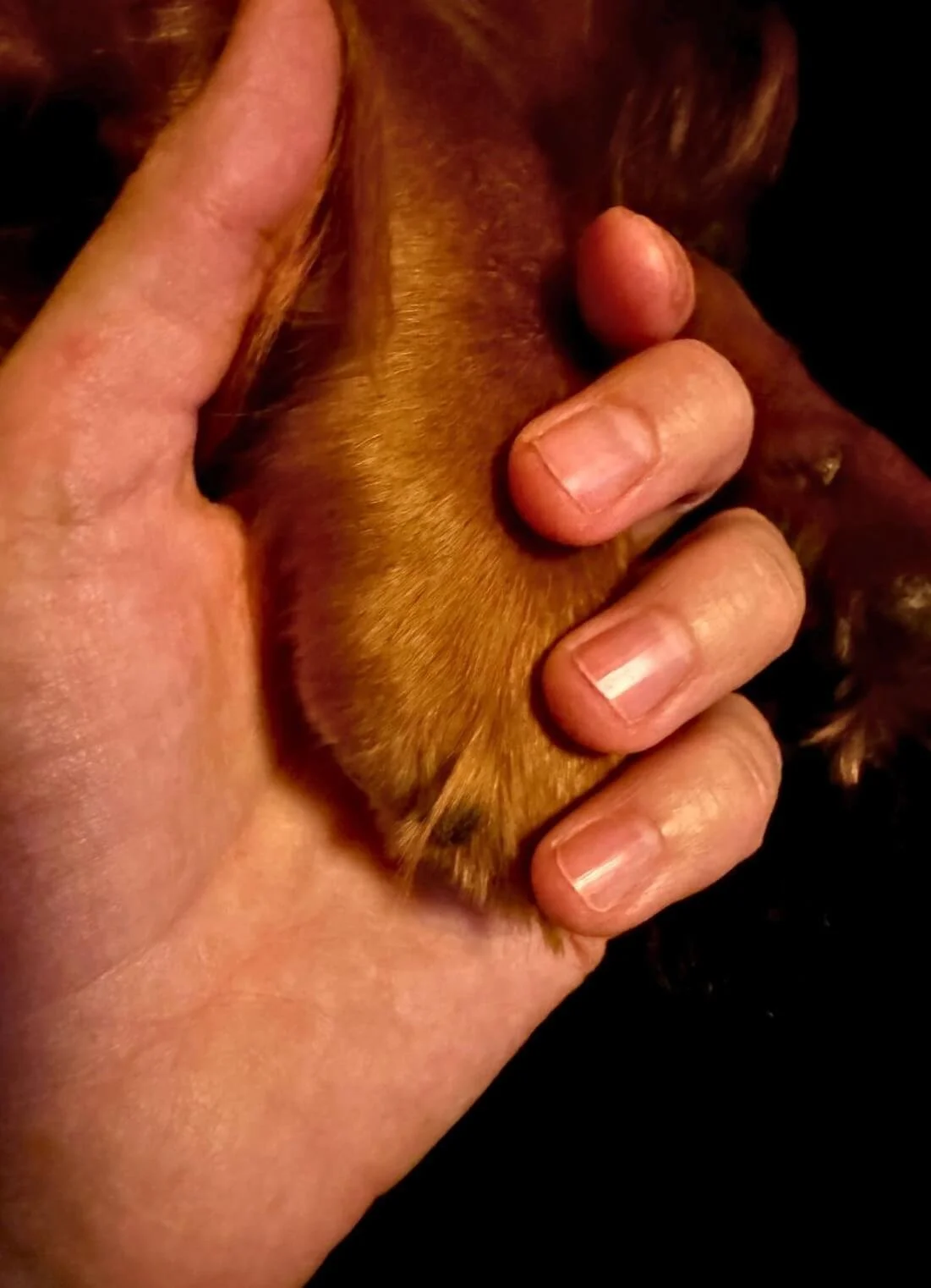 Eine Hand hält liebevoll die Pfote eines braunen Hundes