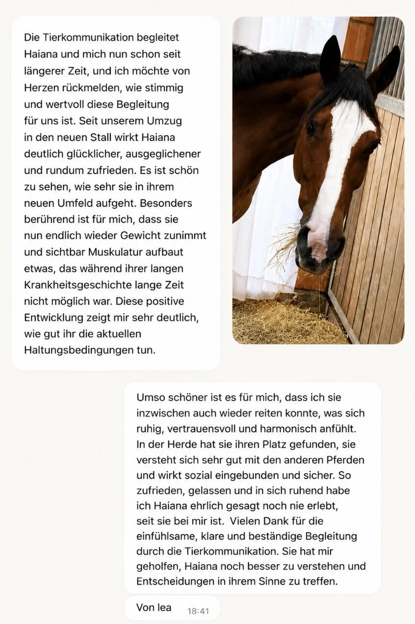 Photos eines Pferdes und eines Textausschnitts in einem Chat. Das Pferd steht in einem Stall mit Holzpaneelen, hat braunes Fell mit weißen Markierungen im Gesicht, und wirkt zufrieden.