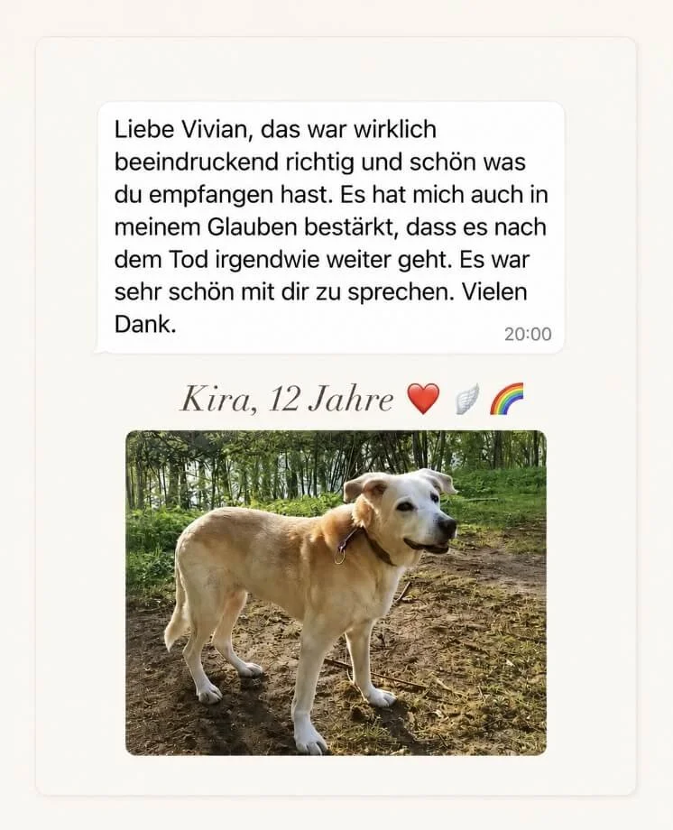 Ein WhatsApp-Nachrichtentext auf dem Bildschirm mit einer Dankesnachricht an Vivian, einer Erwähnung von Kira, 12 Jahren, einem roten Herz, einer Feder und einem Regenbogen. Darunter ein Foto eines Hundes in einem Wald, der auf einer Erdepfad steht.