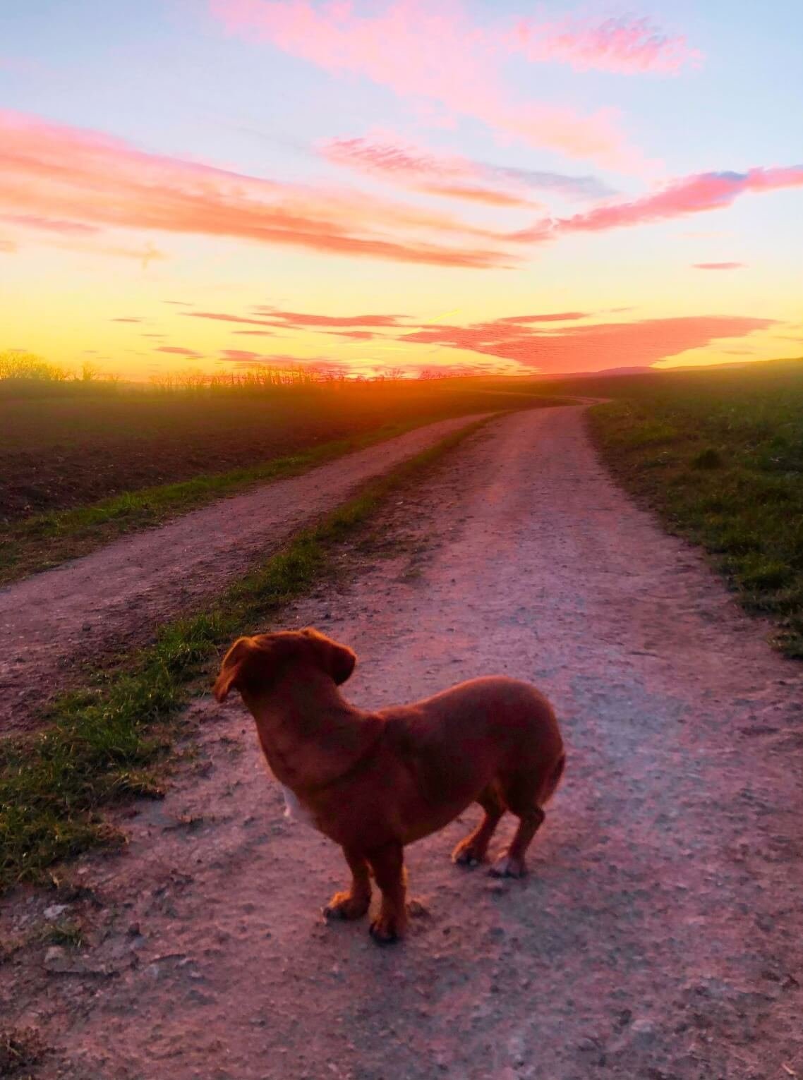 Ein Hund steht auf einem unbefestigten Weg bei Sonnenuntergang, mit einem farbenfrohen Himmel aus rosa, orange und blauen Wolken im Hintergrund.