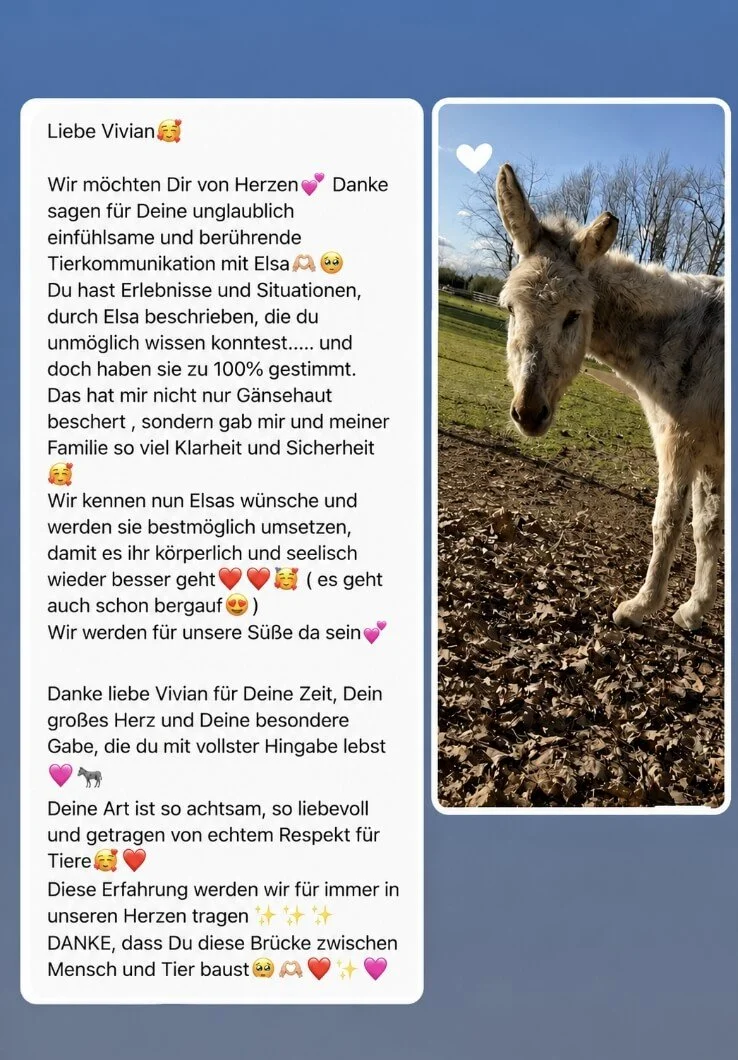 Ein Brief an Vivian mit einem Foto eines kleinen, grauen Esels in einem Außengehege bei Sonnenschein, Bäumen im Hintergrund und Blättern am Boden.