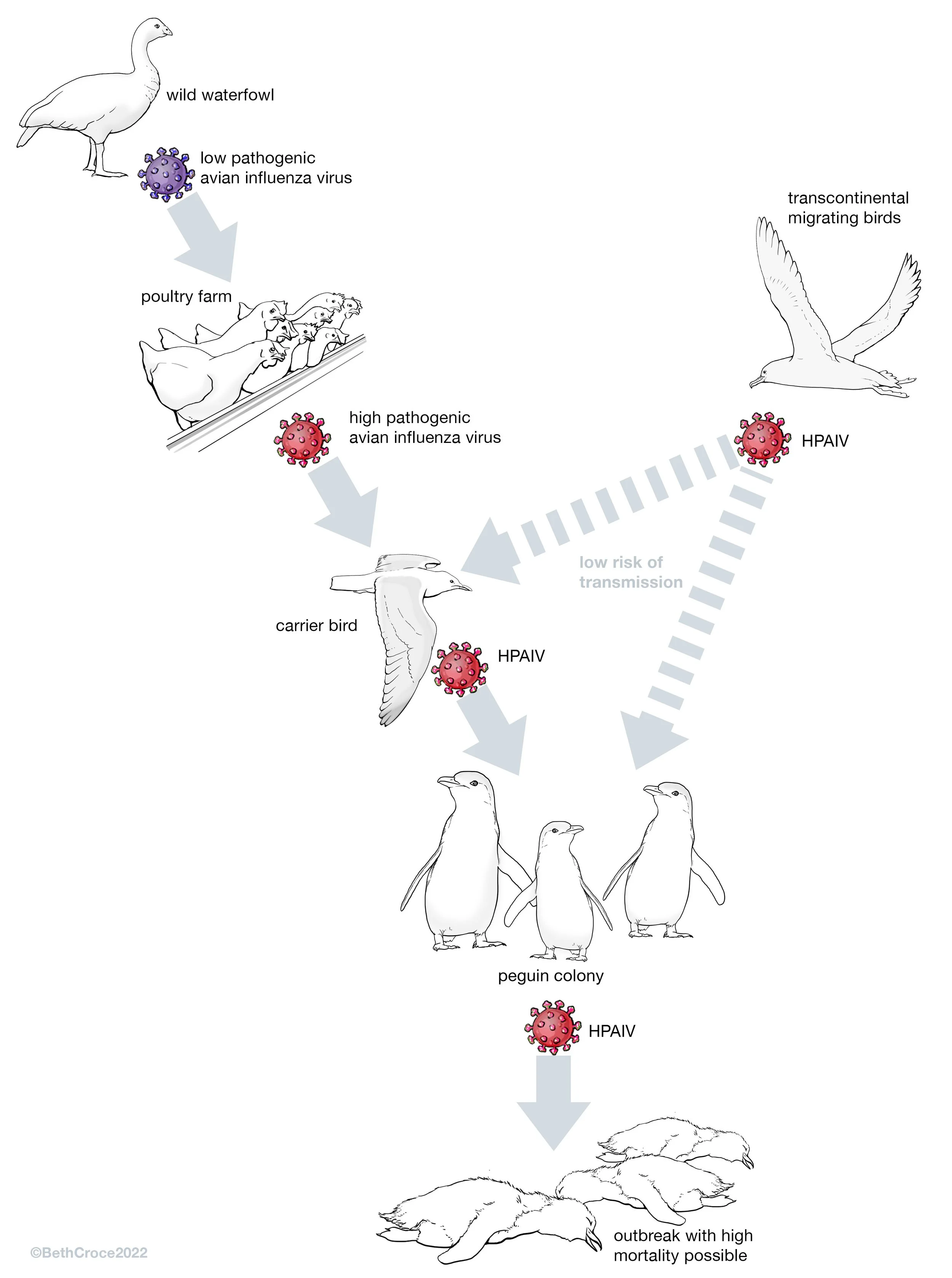 AvianInfluenza.jpg