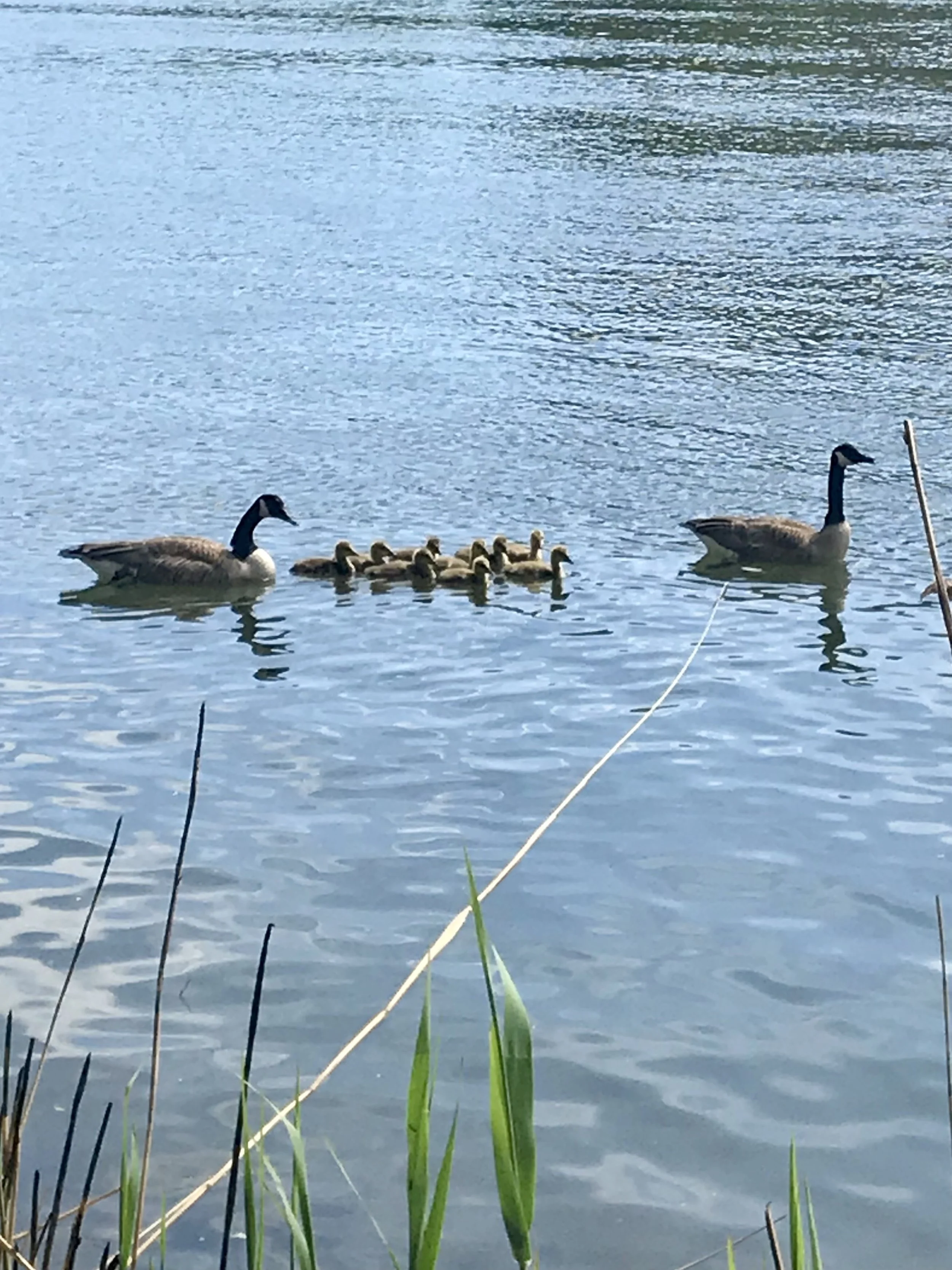 A family of geese swimming in a calm lake with green reeds in the foreground.