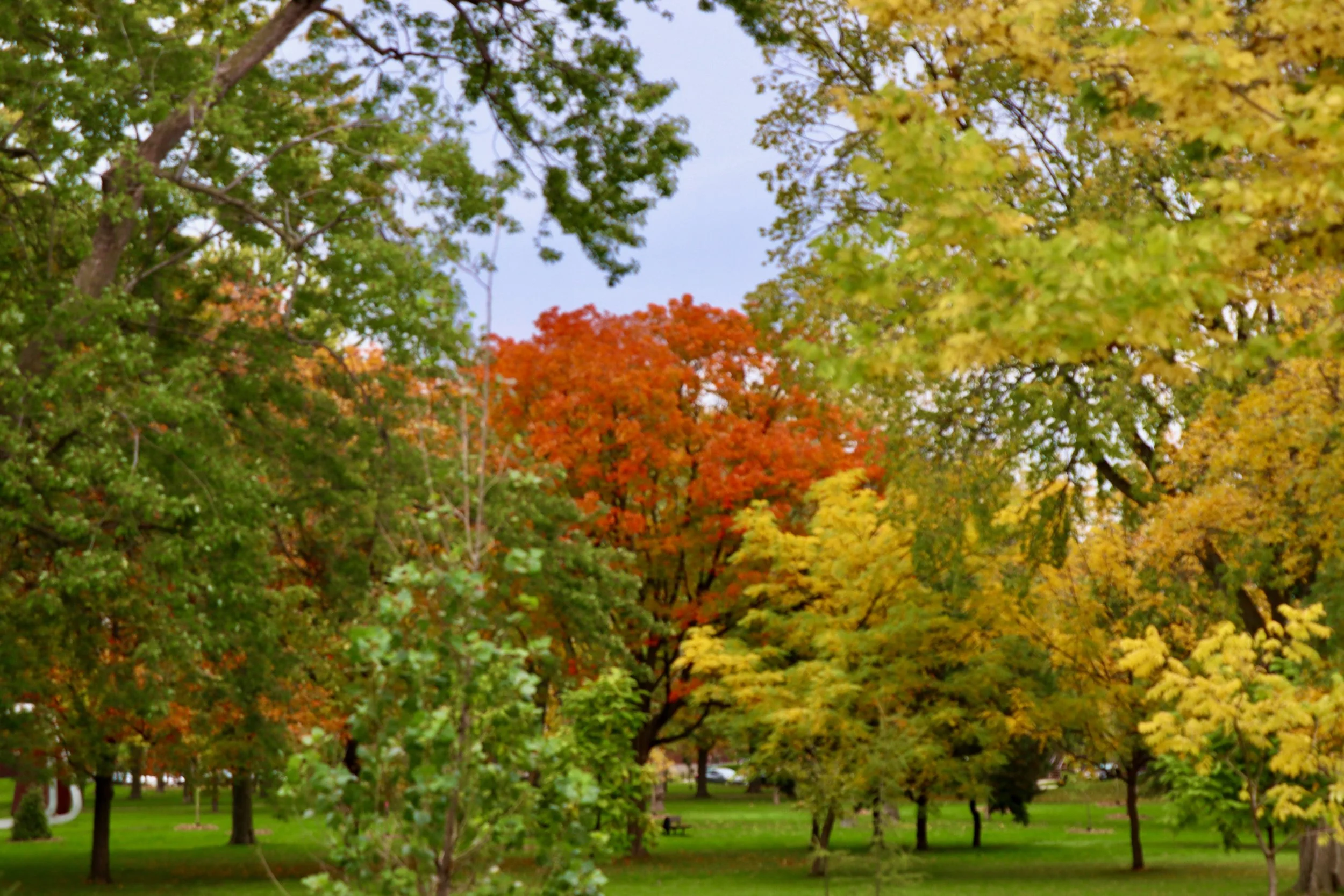 A park scene during autumn with trees displaying green, yellow, and orange leaves, grass, benches, and a few people walking.