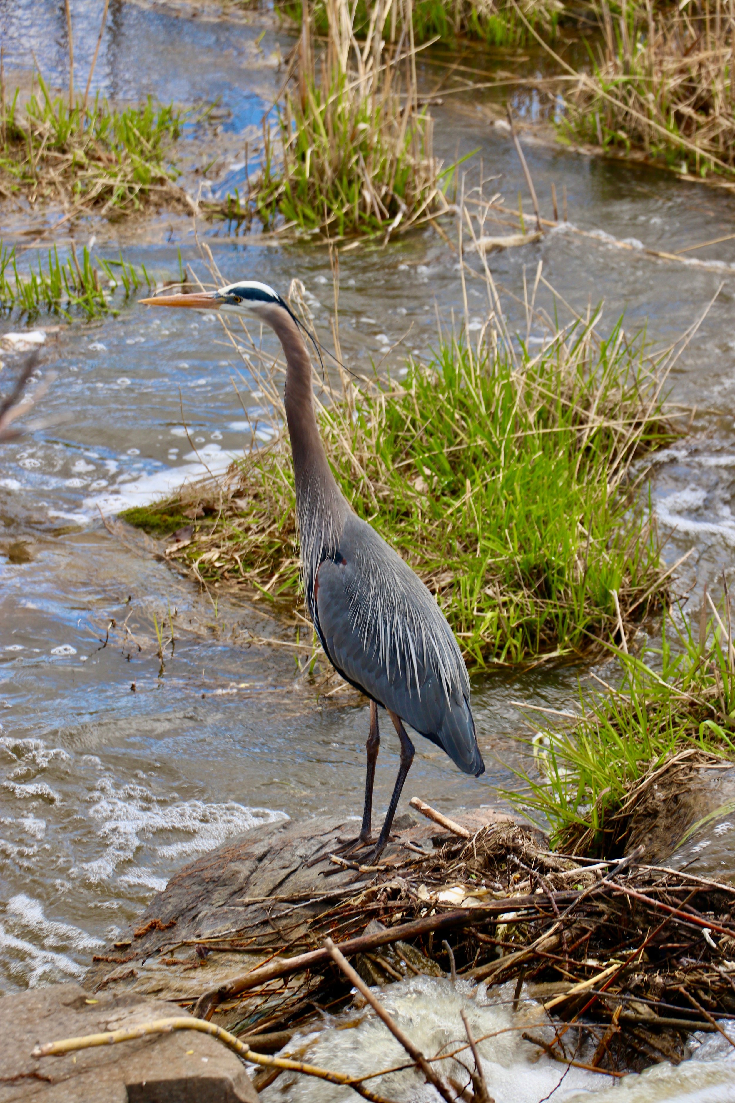 A heron standing on a rock in a stream with water flowing around it, surrounded by grass and reeds.