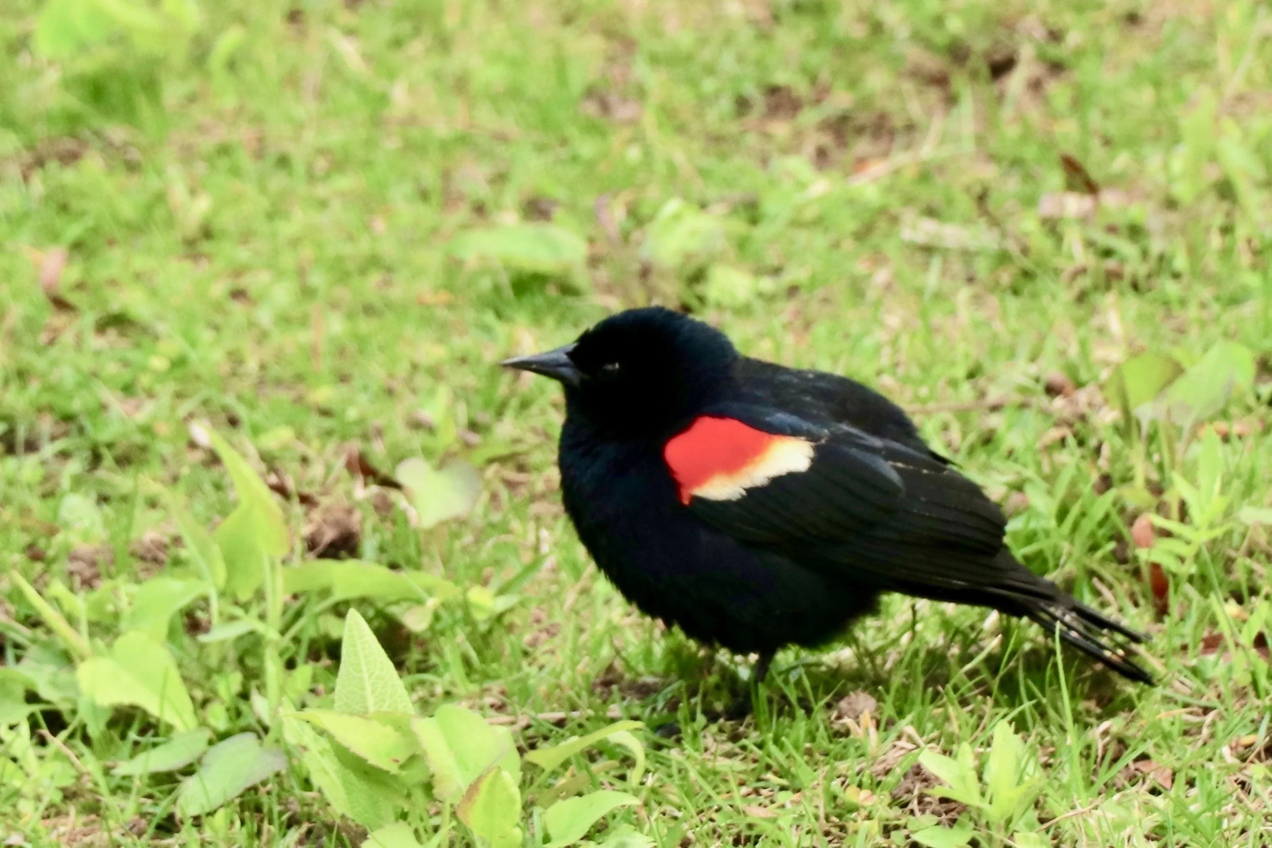 A black bird with red and white markings on its wing, standing on green grass.