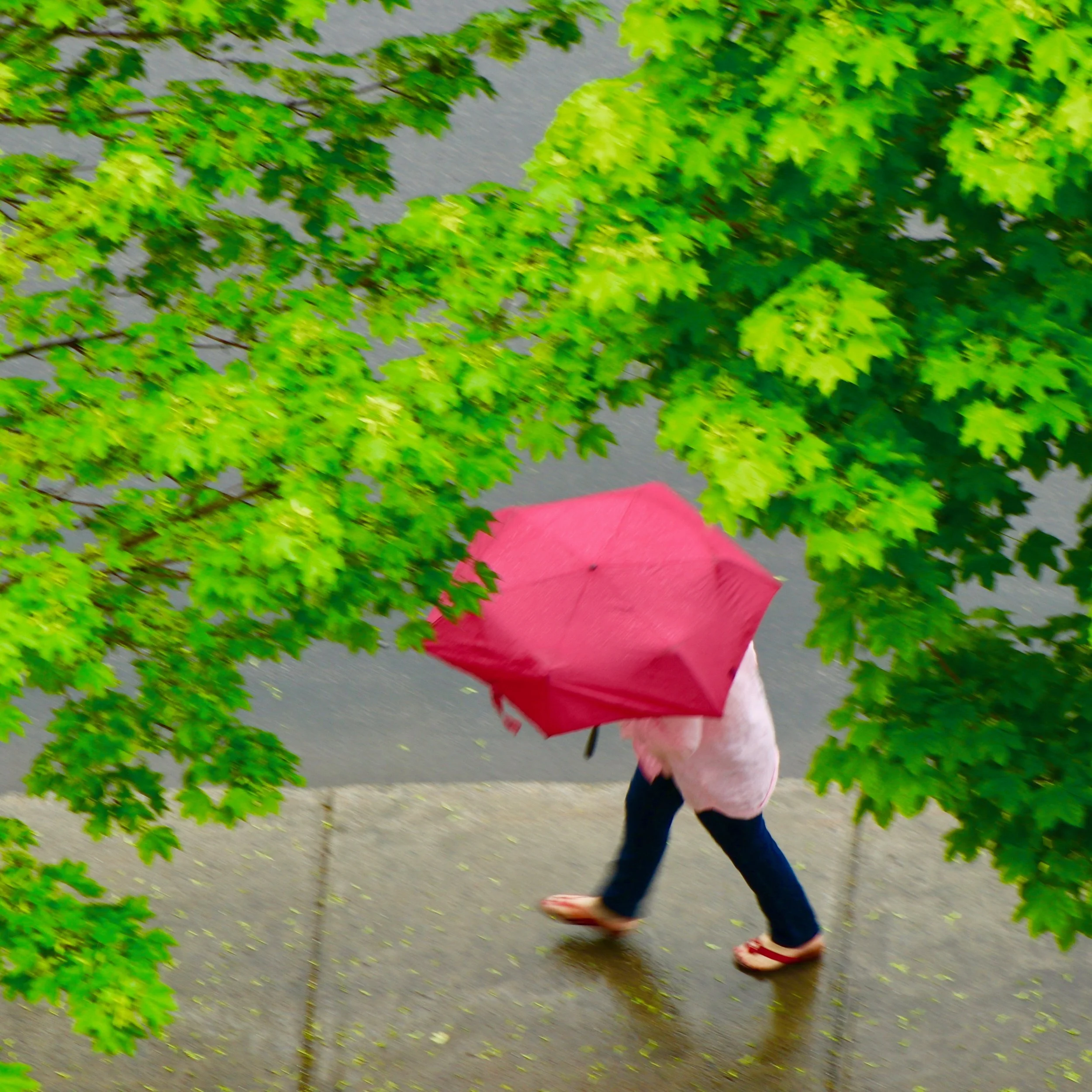 A person walking on a rainy day, holding a red umbrella, surrounded by green leafy trees.