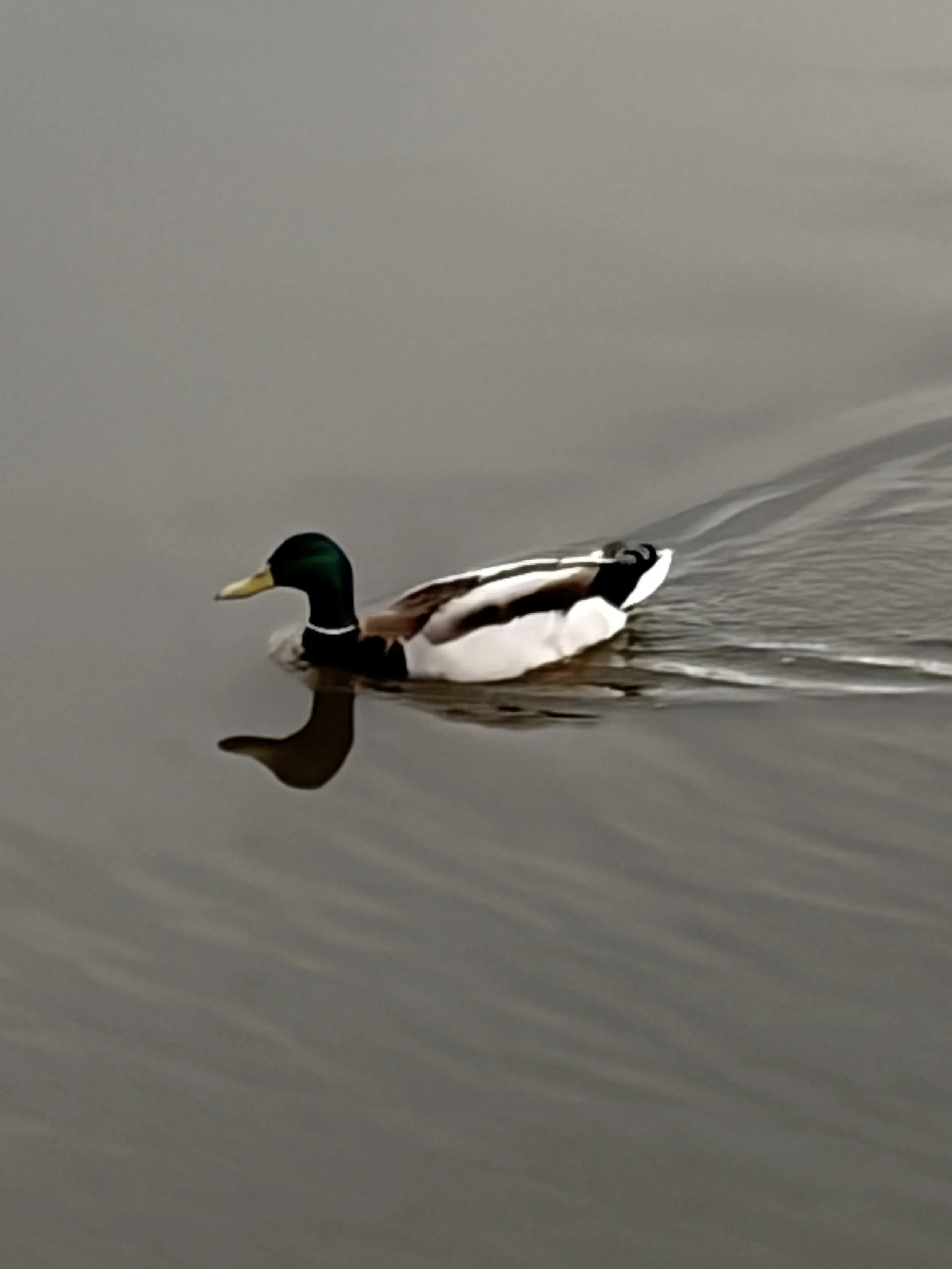 A male mallard duck swimming on calm water, with its reflection visible below.
