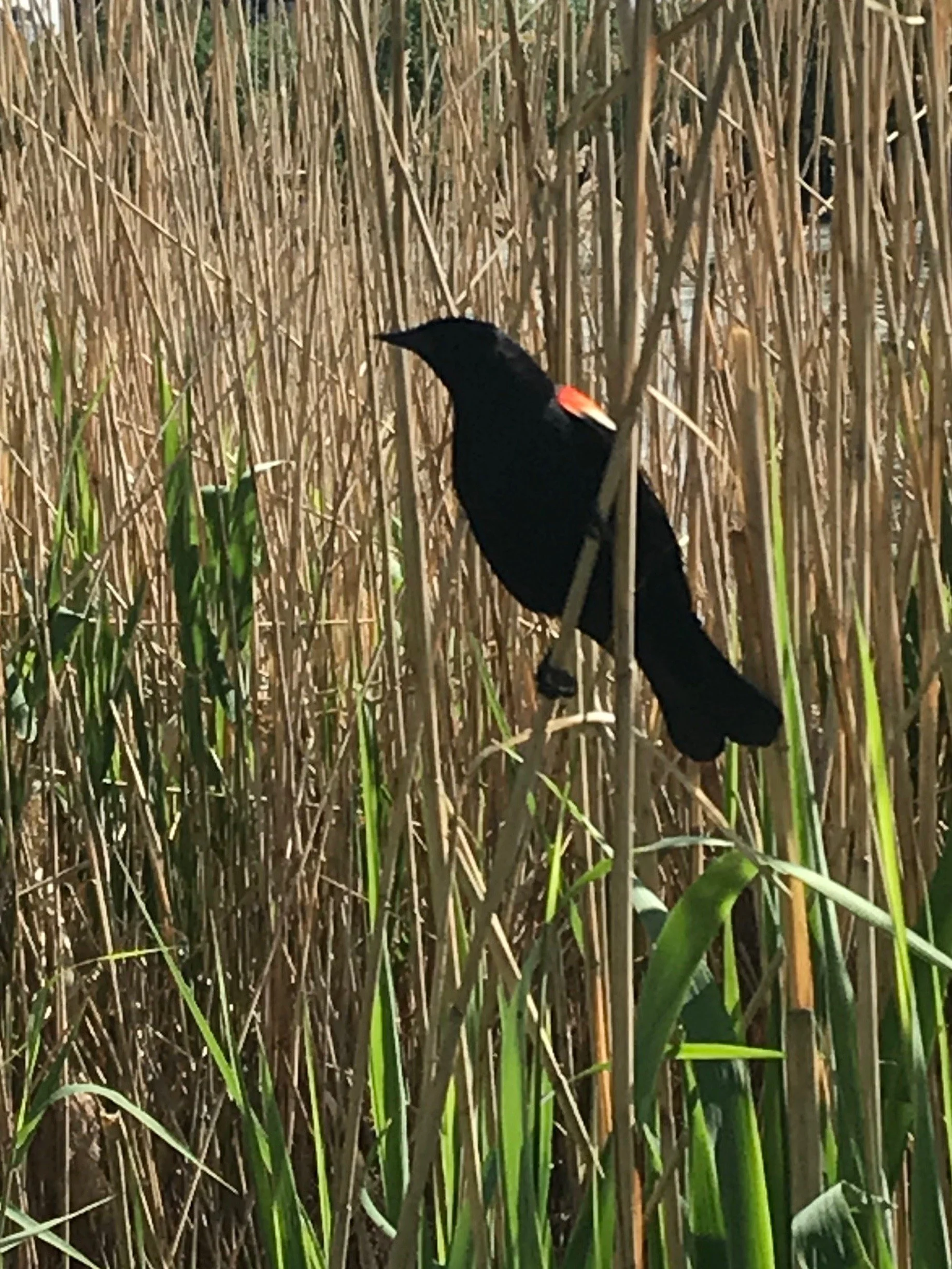 A black bird perched among tall dry brown reeds in a marshy area.