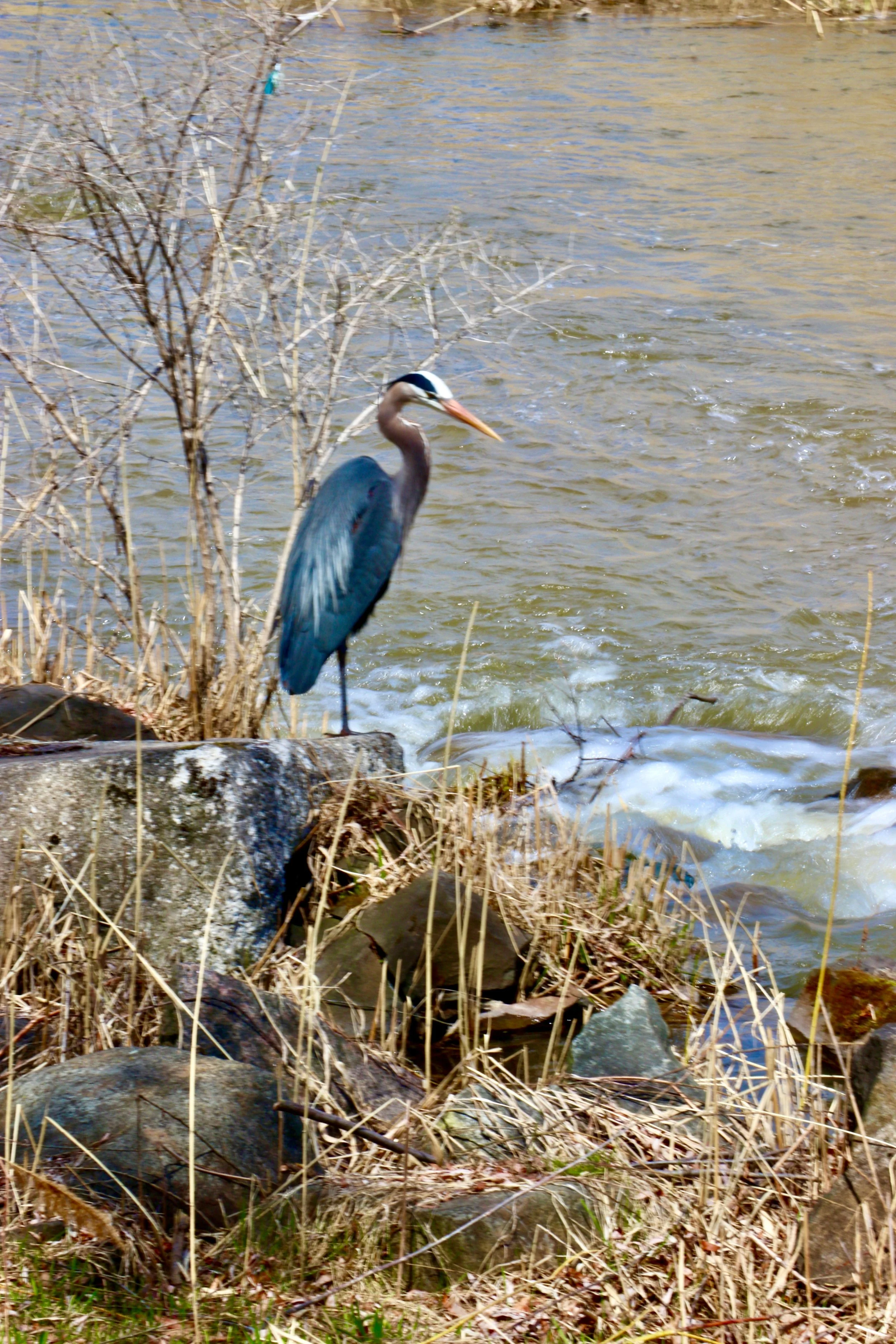 A heron standing among rocks and dry grass by a river, with leafless bushes and water in the background.