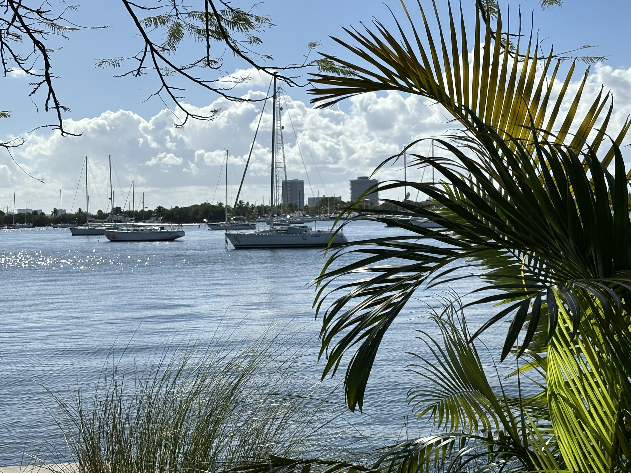 View of a marina with sailboats and yachts on the water, framed by palm leaves and tree branches, with buildings and a communication tower in the background under a partly cloudy sky.