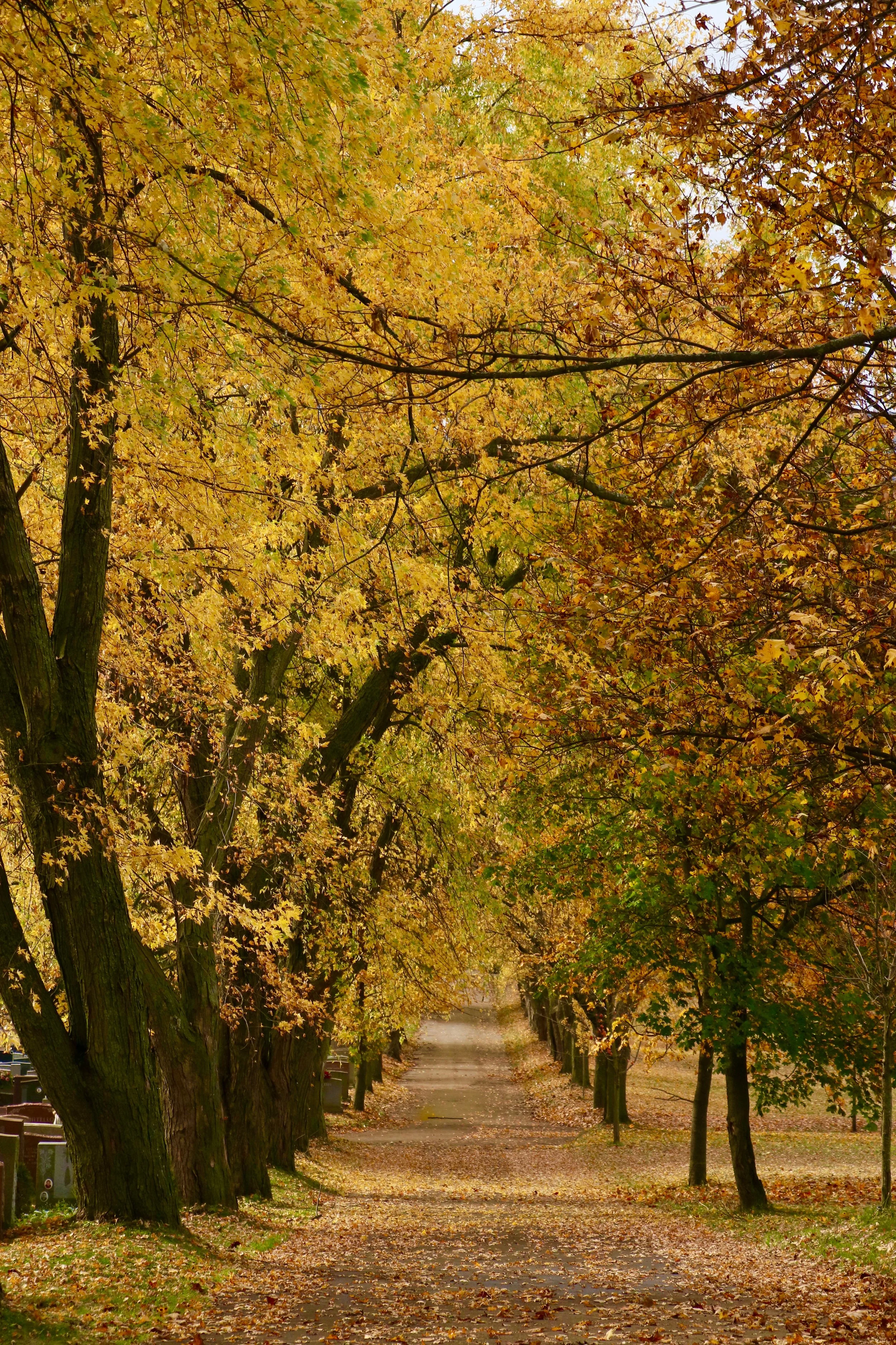 A path lined with trees with yellow and orange fall foliage, fallen leaves covering the ground, and a bench on the left side.