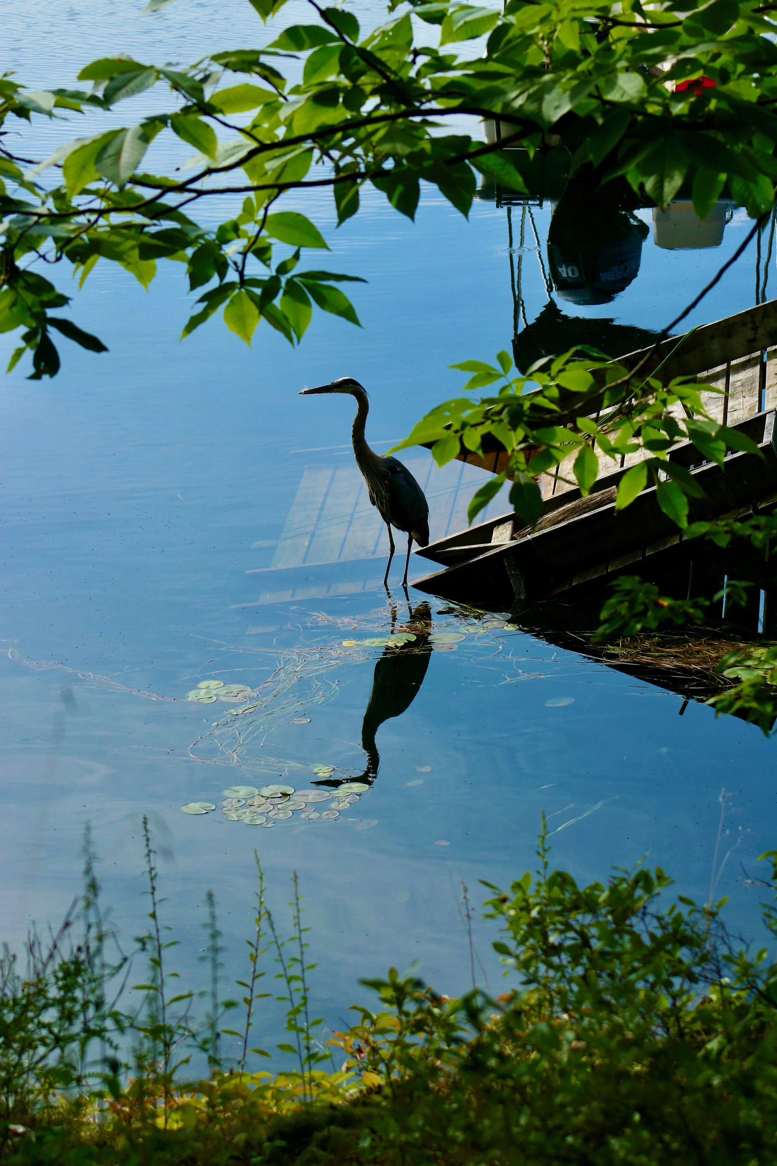 A heron standing in shallow water near a wooden dock, with leaves partially obscuring the view and a boat and watercraft reflected in the water.