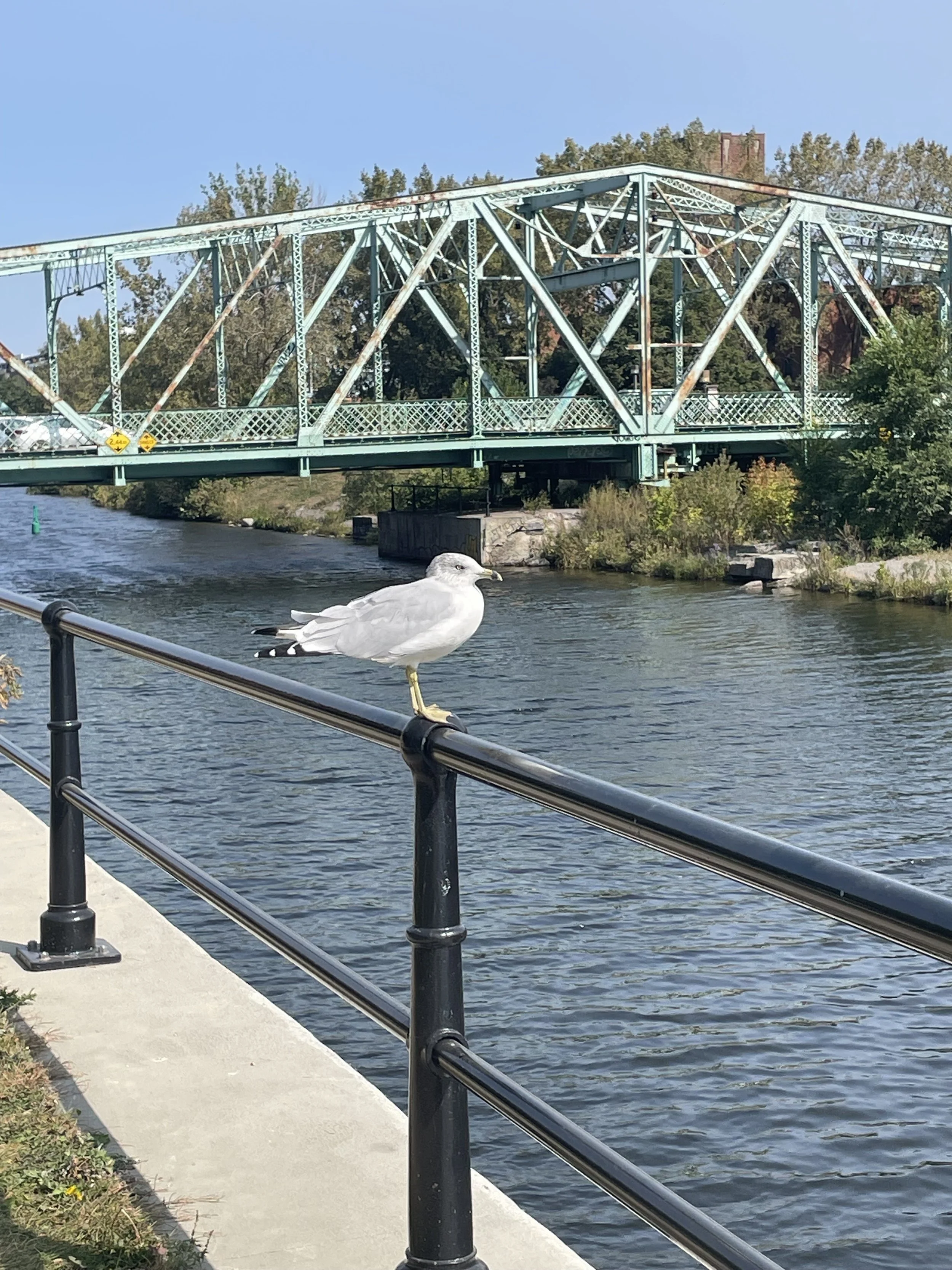 A seagull standing on a metal railing beside a river with a bridge in the background and trees on the far bank.