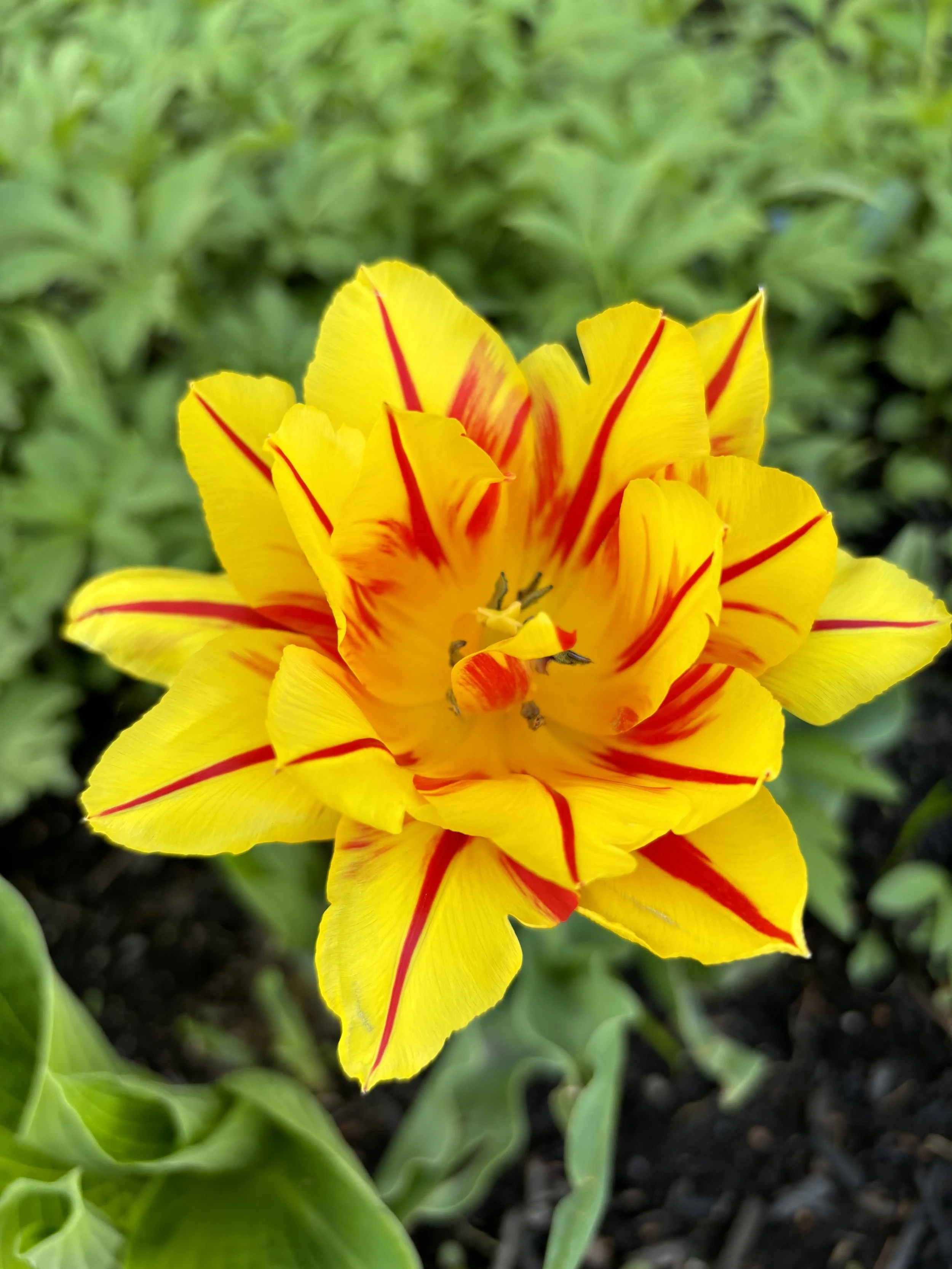 A vibrant yellow tulip with red streaks, surrounded by green leaves and dark soil.