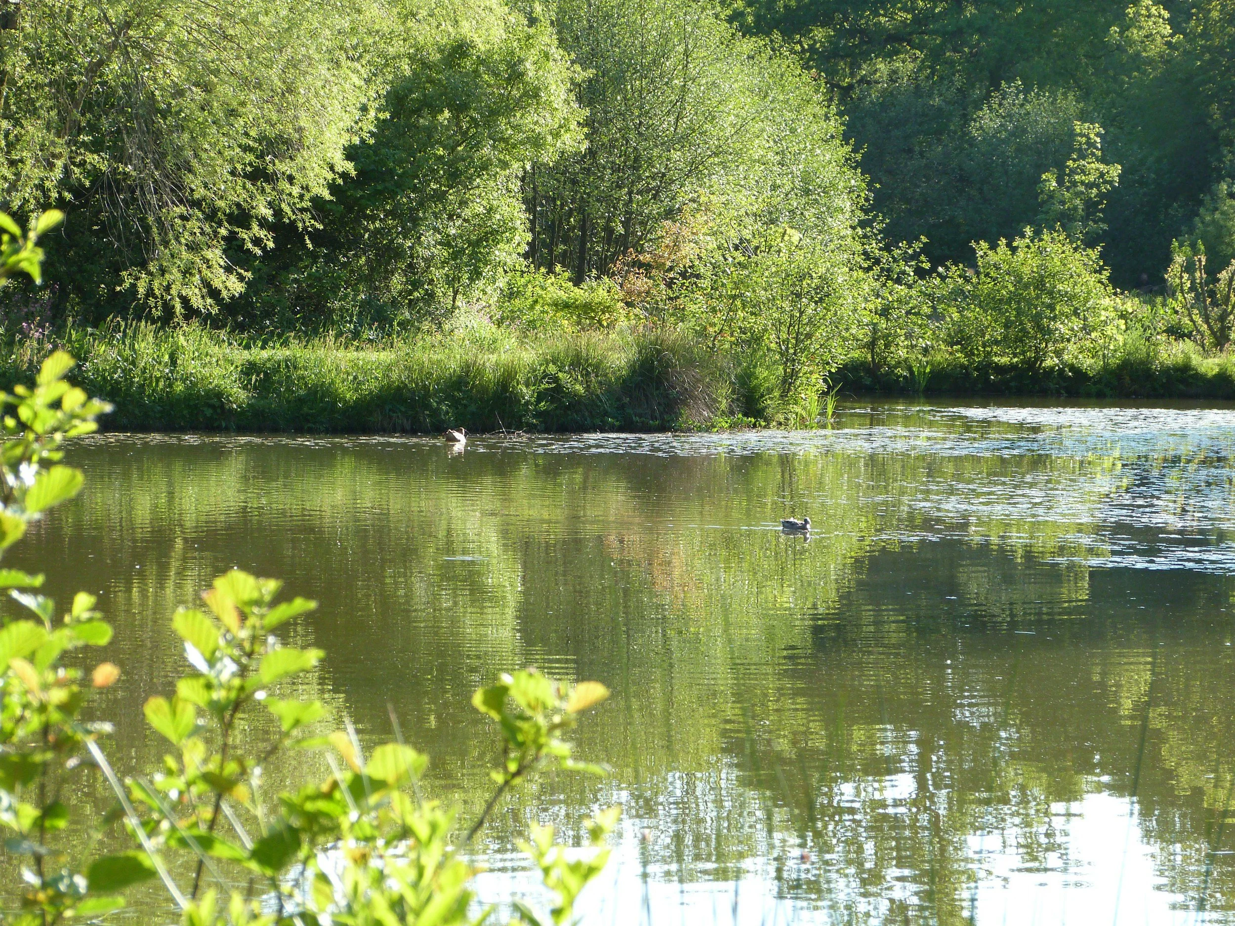 A peaceful scene of a river with ducks swimming, surrounded by lush green trees and foliage, under a bright, clear sky.