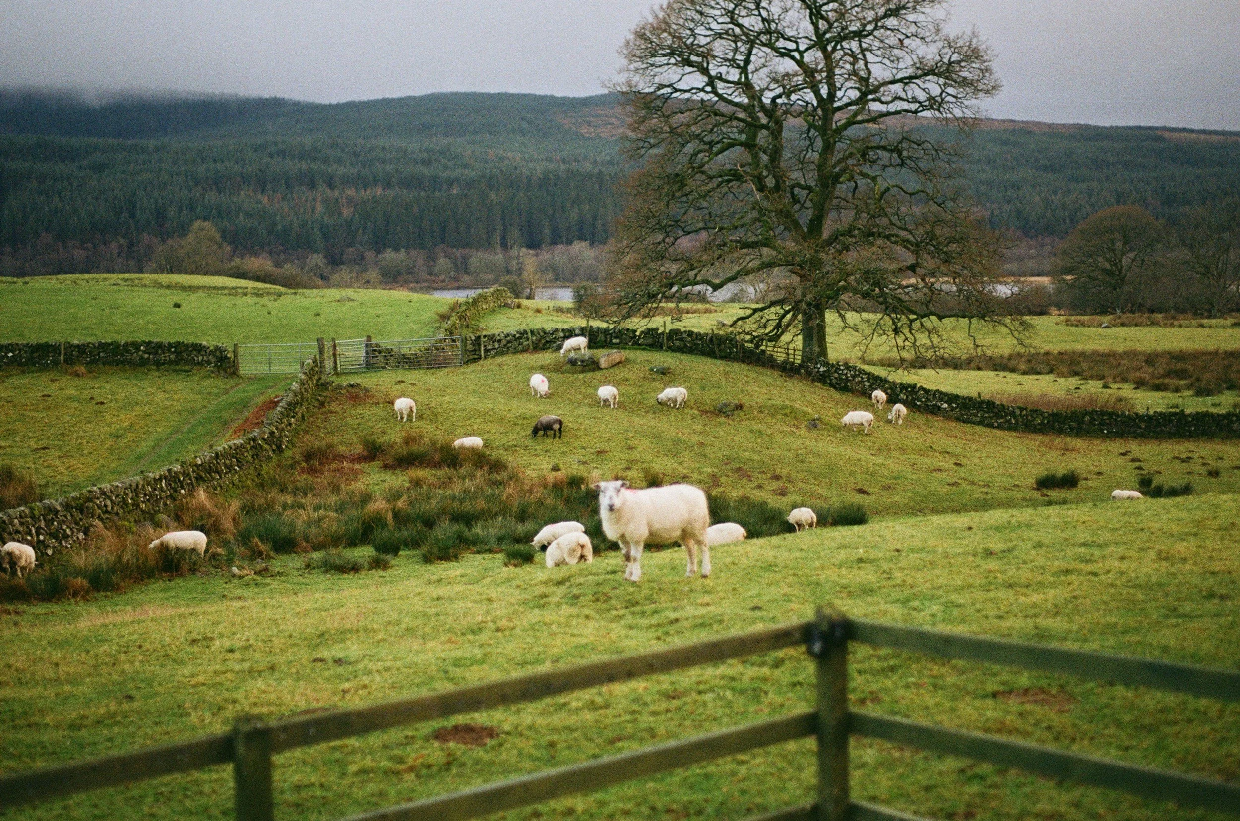 A pastoral scene with a large leafless tree in the center, surrounded by green fields and stone fences. Sheep are grazing in the foreground, and a wooded hillside is in the background under an overcast sky.