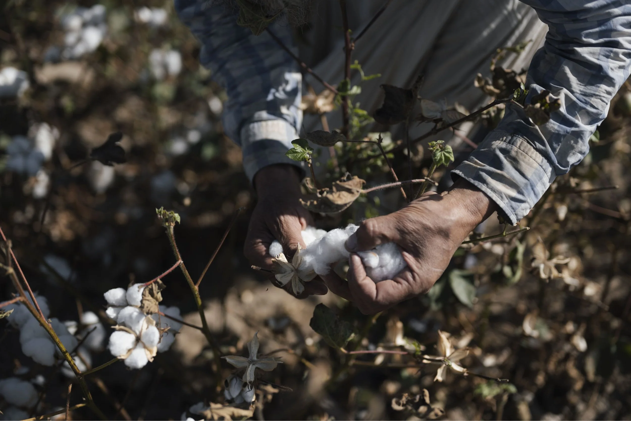 Person harvesting cotton from a cotton plant in a field.