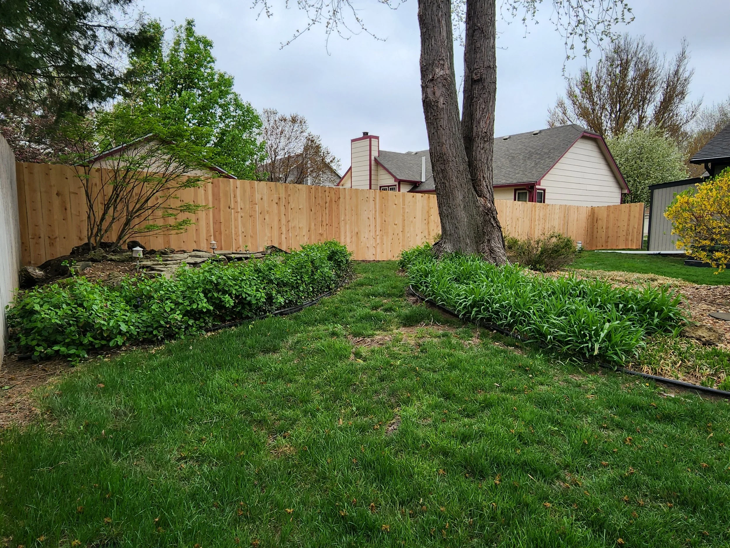 A backyard with a wooden fence, green grass, trees, shrubs, and a house with a chimney visible in the background.