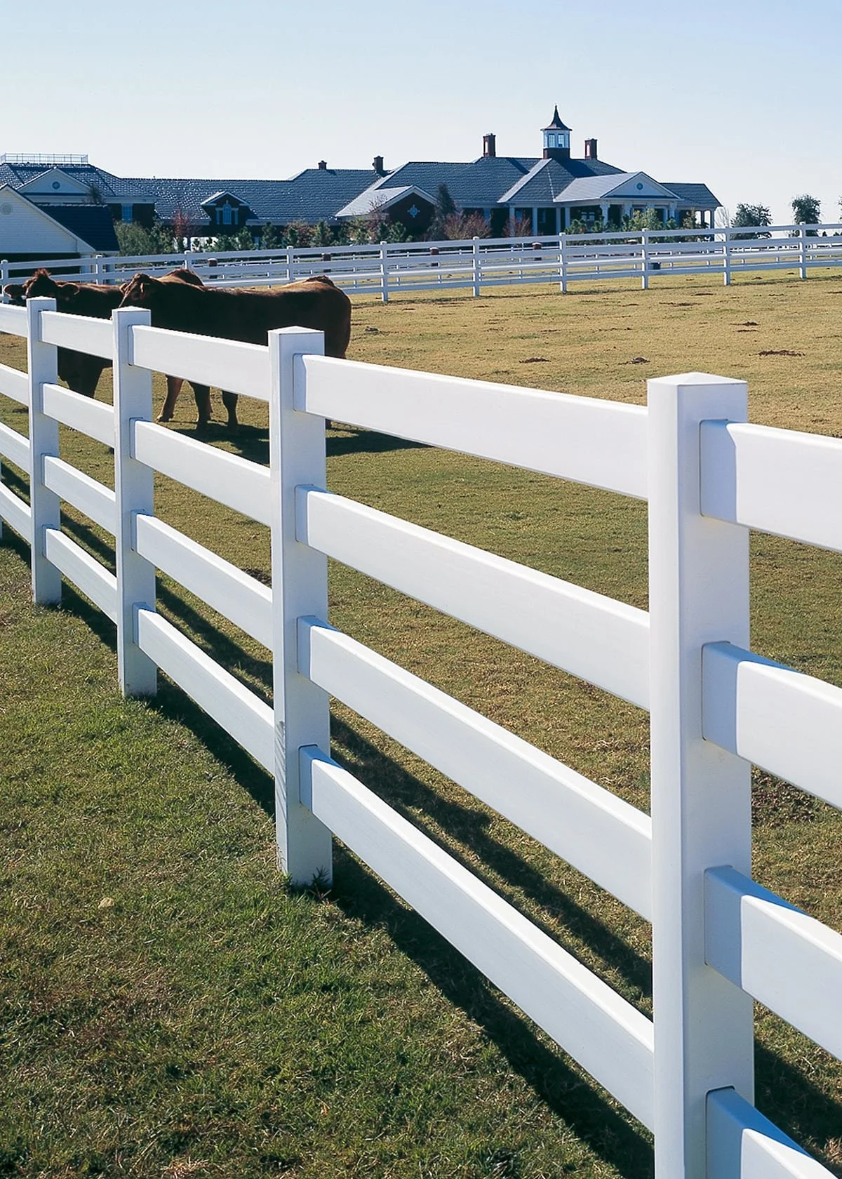White wooden fence on green grass field with three brown cows behind it, and houses with dark roofs in the background under a clear blue sky.
