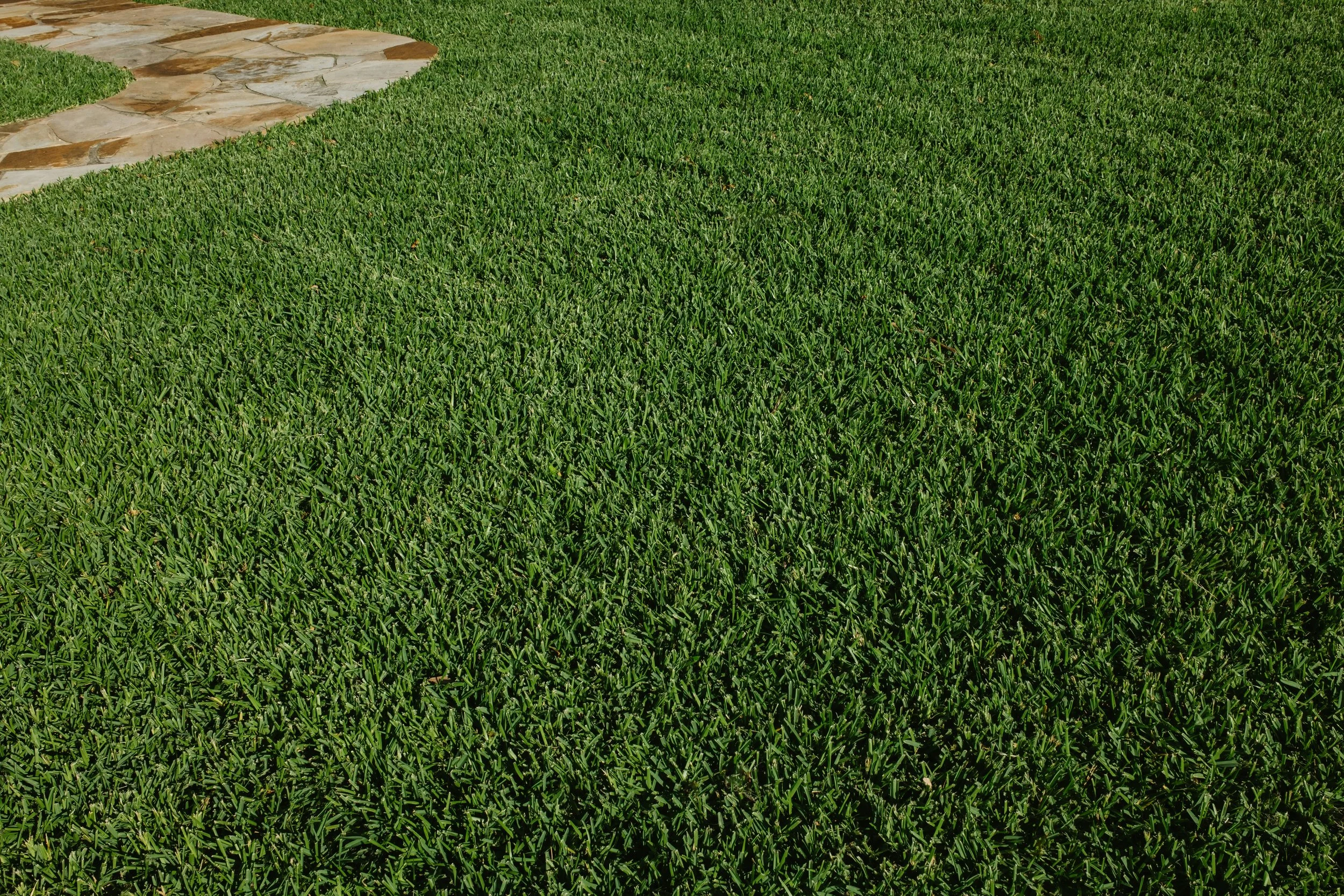 Green grass lawn with a stone walkway in the top left corner.