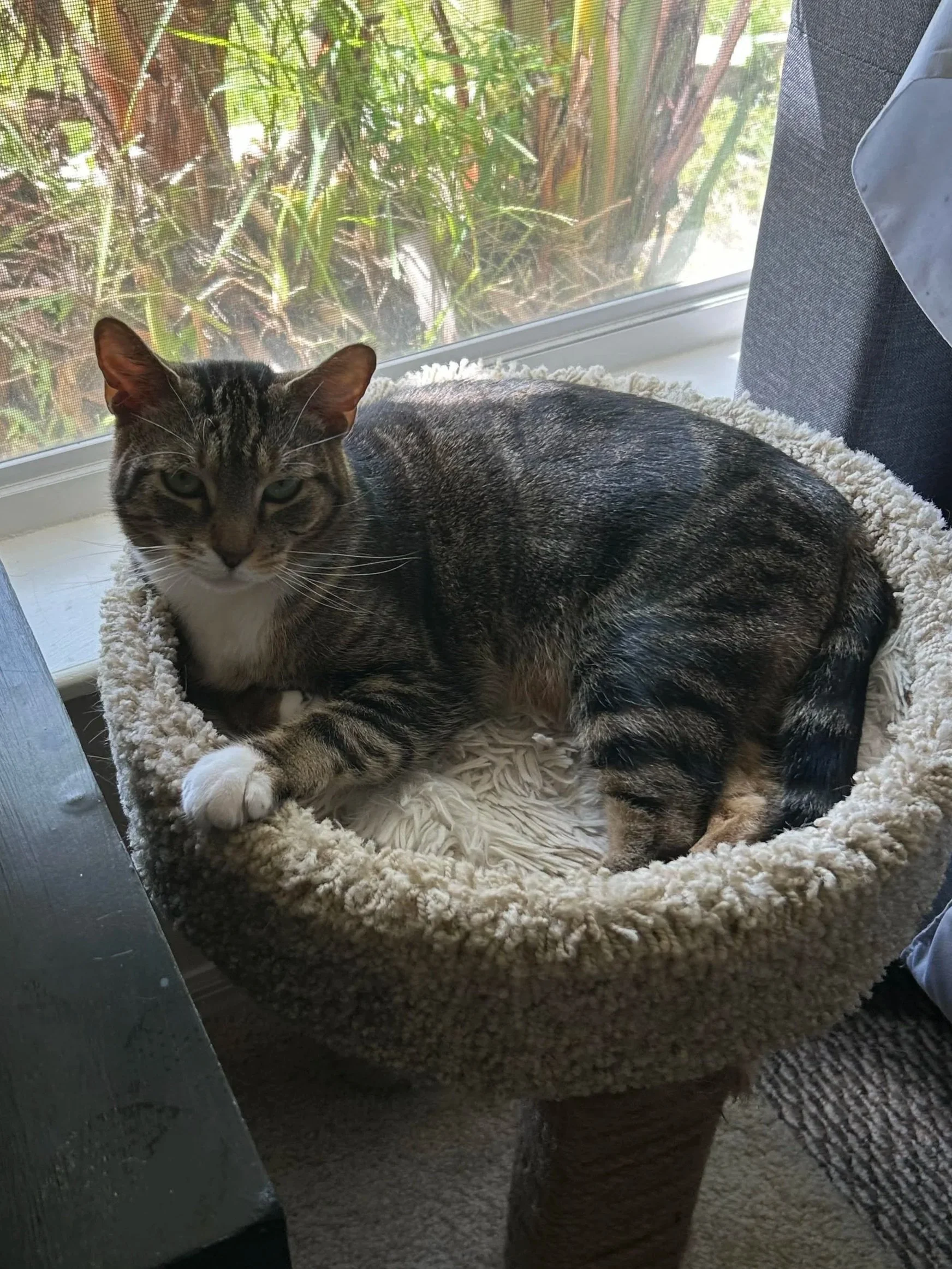 A tabby cat lying in a round, fluffy cat bed near a window with a screen, with some green plants outside.