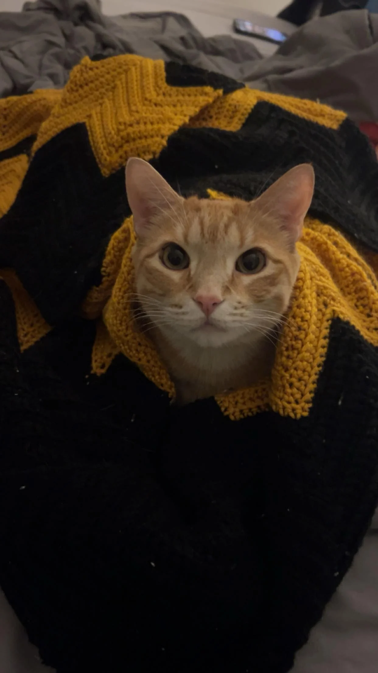 An orange tabby cat with wide eyes wrapped in a yellow and black knitted blanket.