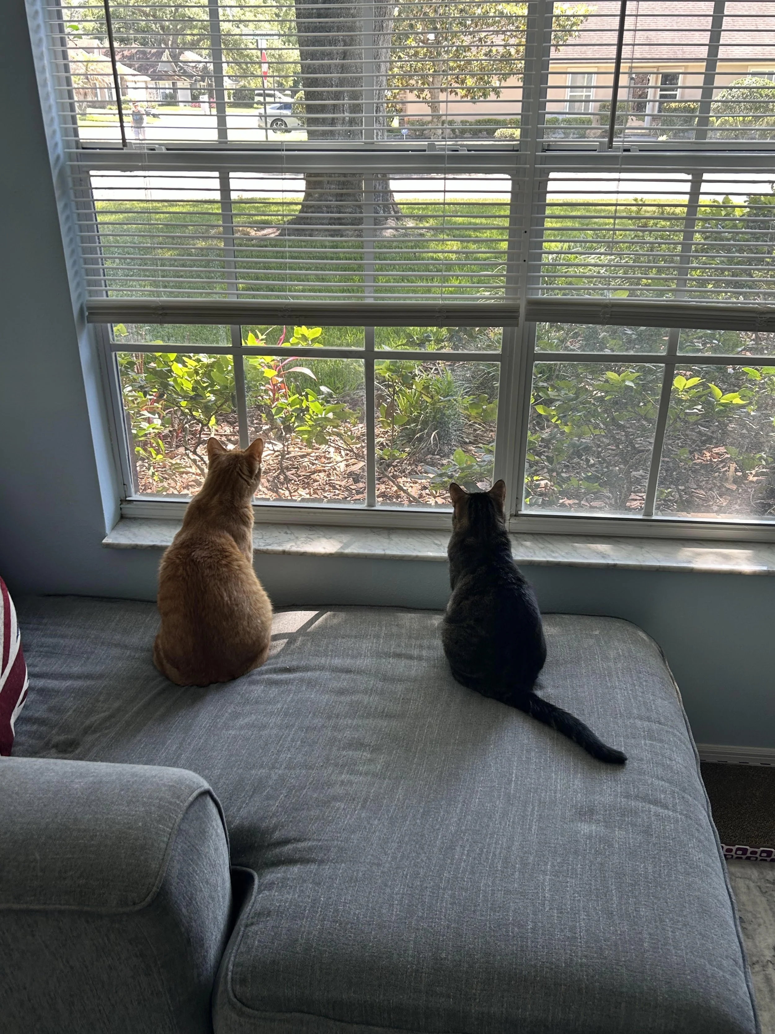 Two cats sitting on a grey couch, looking out of a window with blinds. Outside, a tree, a street, and houses are visible.