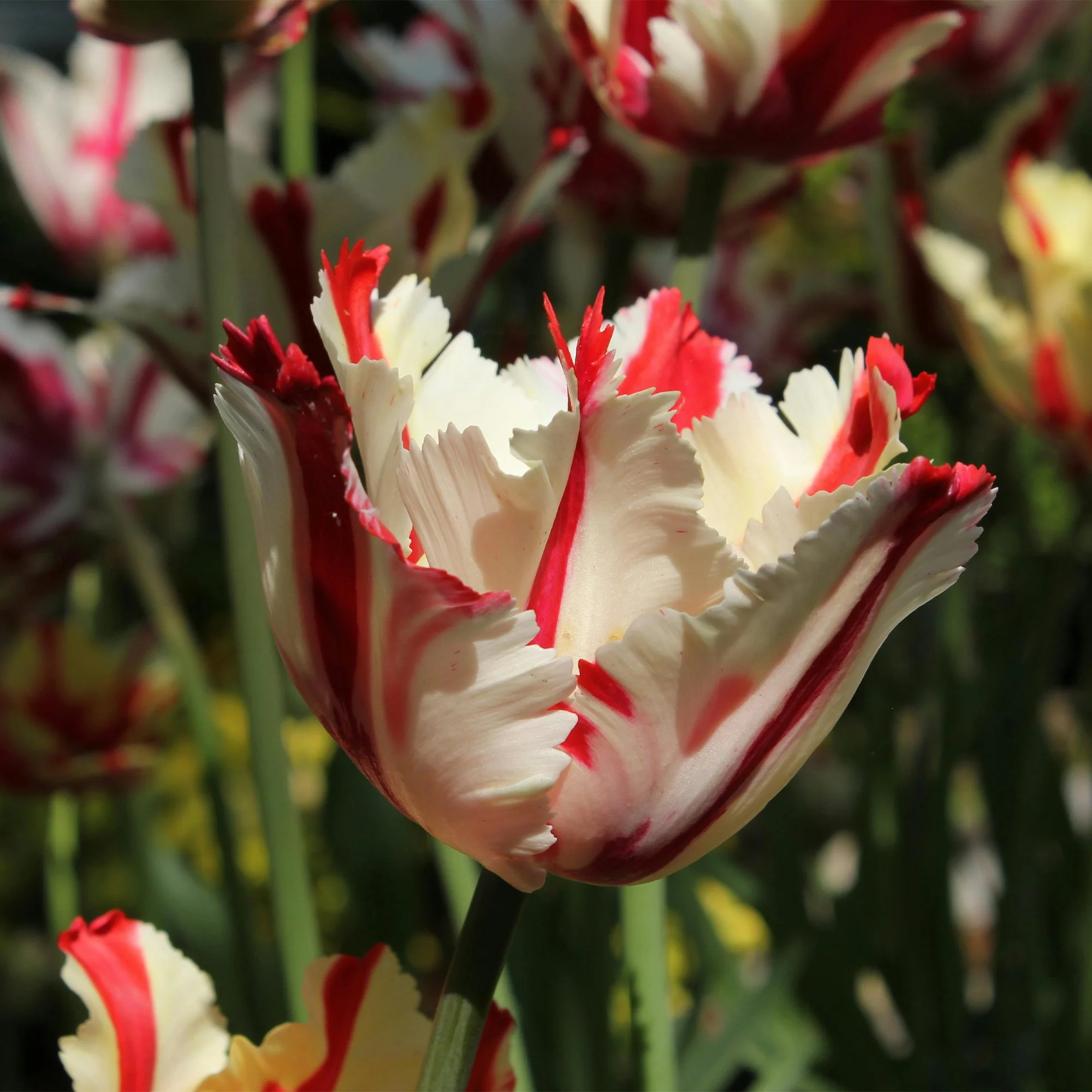 Tulipa Parrot ‘Estella Rijnveld’_p.jpg