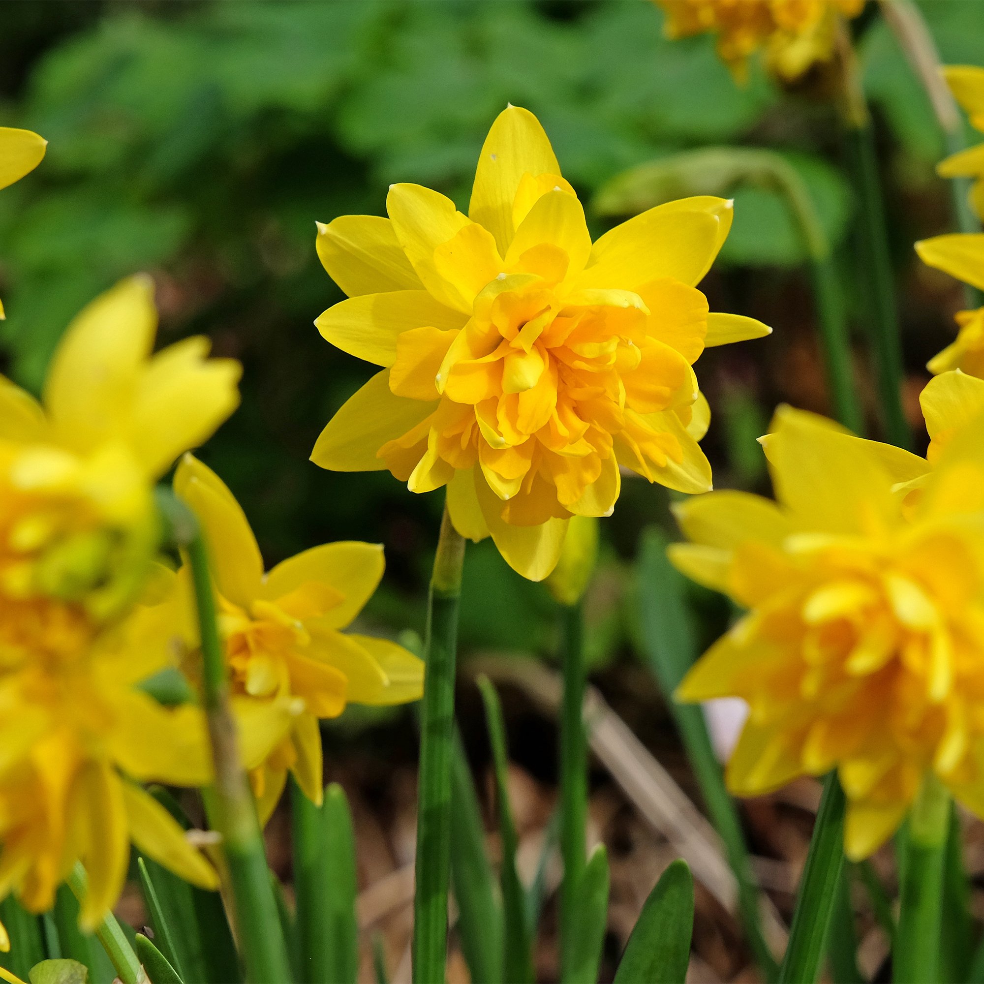 Narcissus ‘Tête Bouclé’_as.jpg