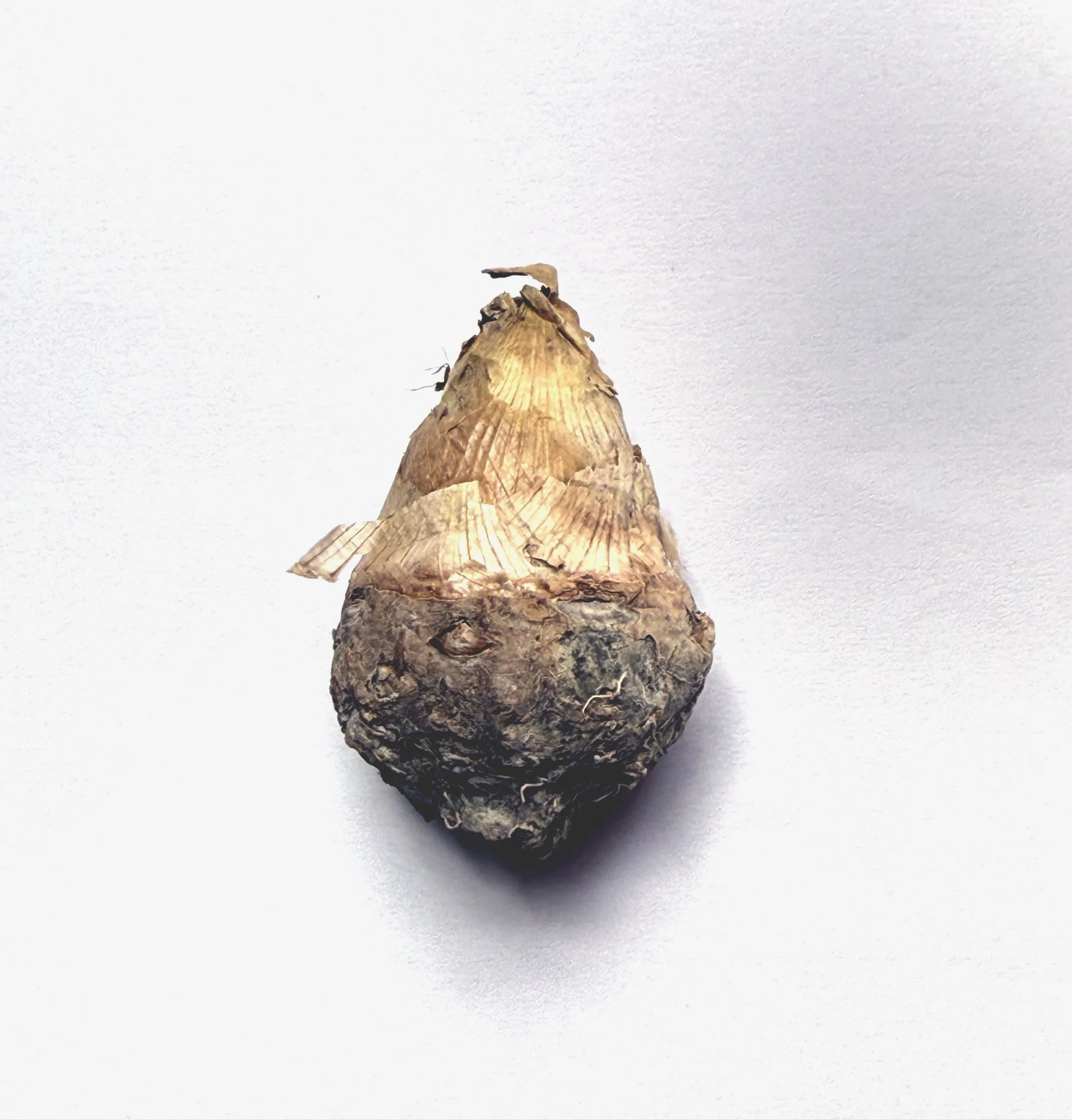 Tuberose The Pearl Rhizome.jpg