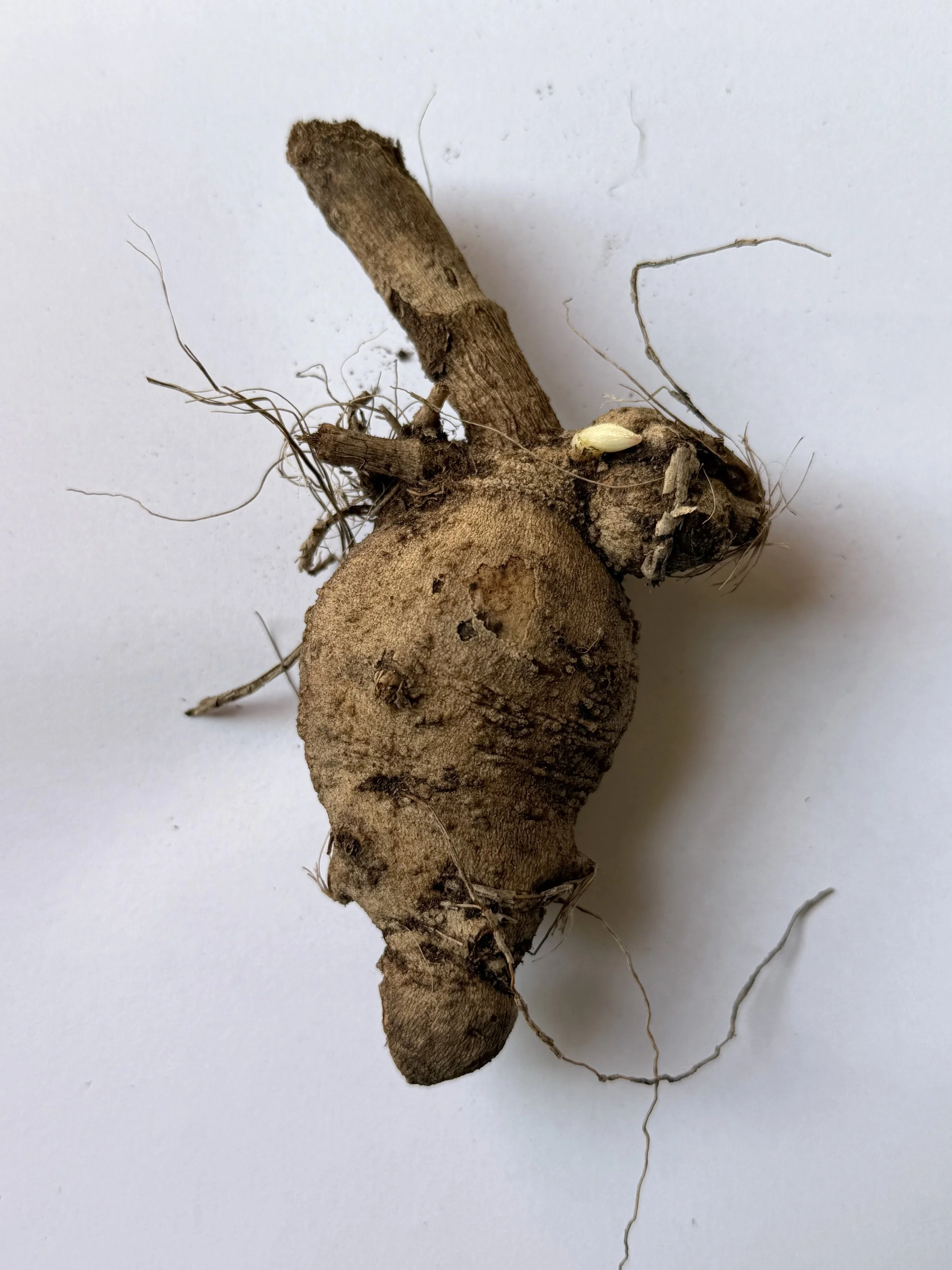 Tuber.jpg