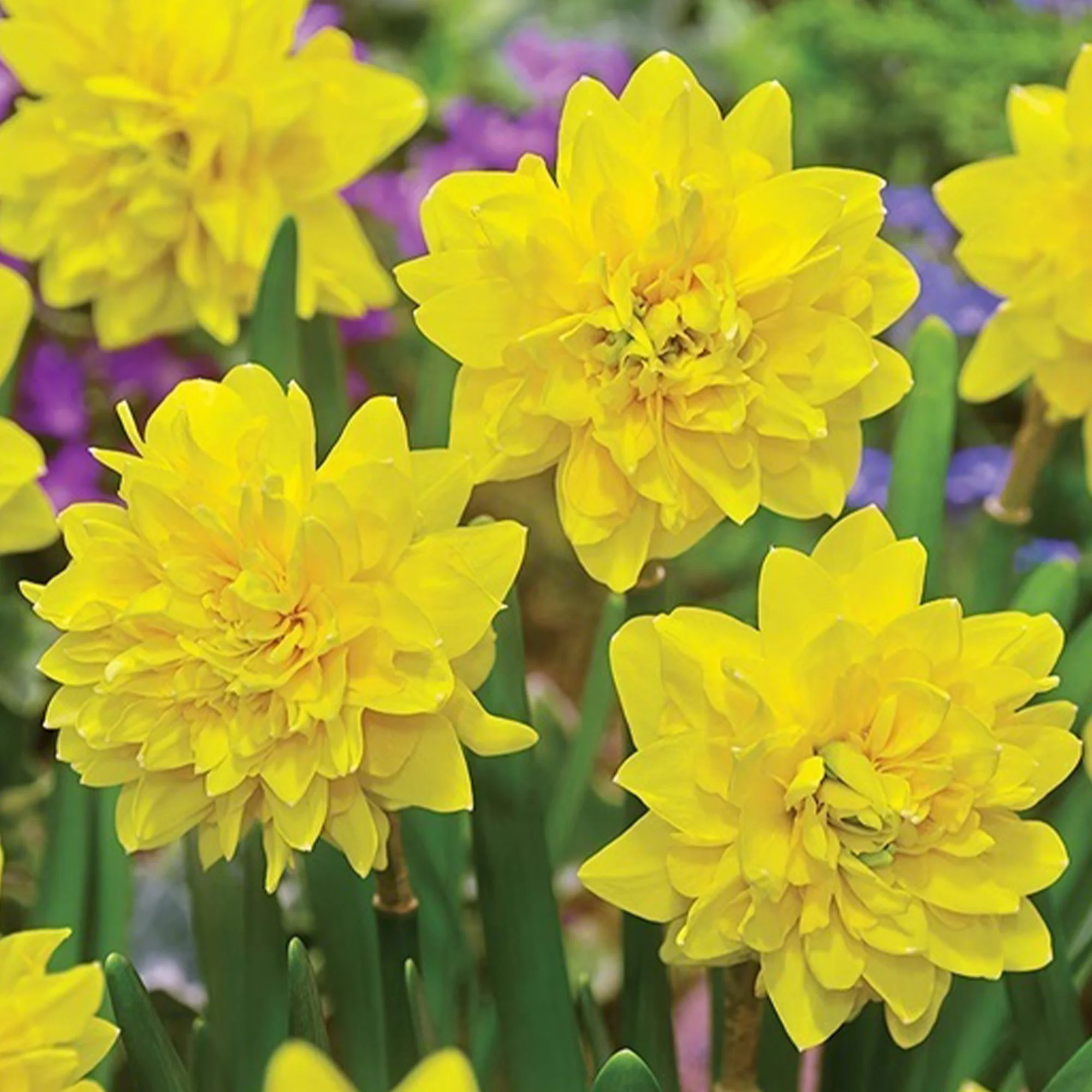 tete deluxe 2.jpg