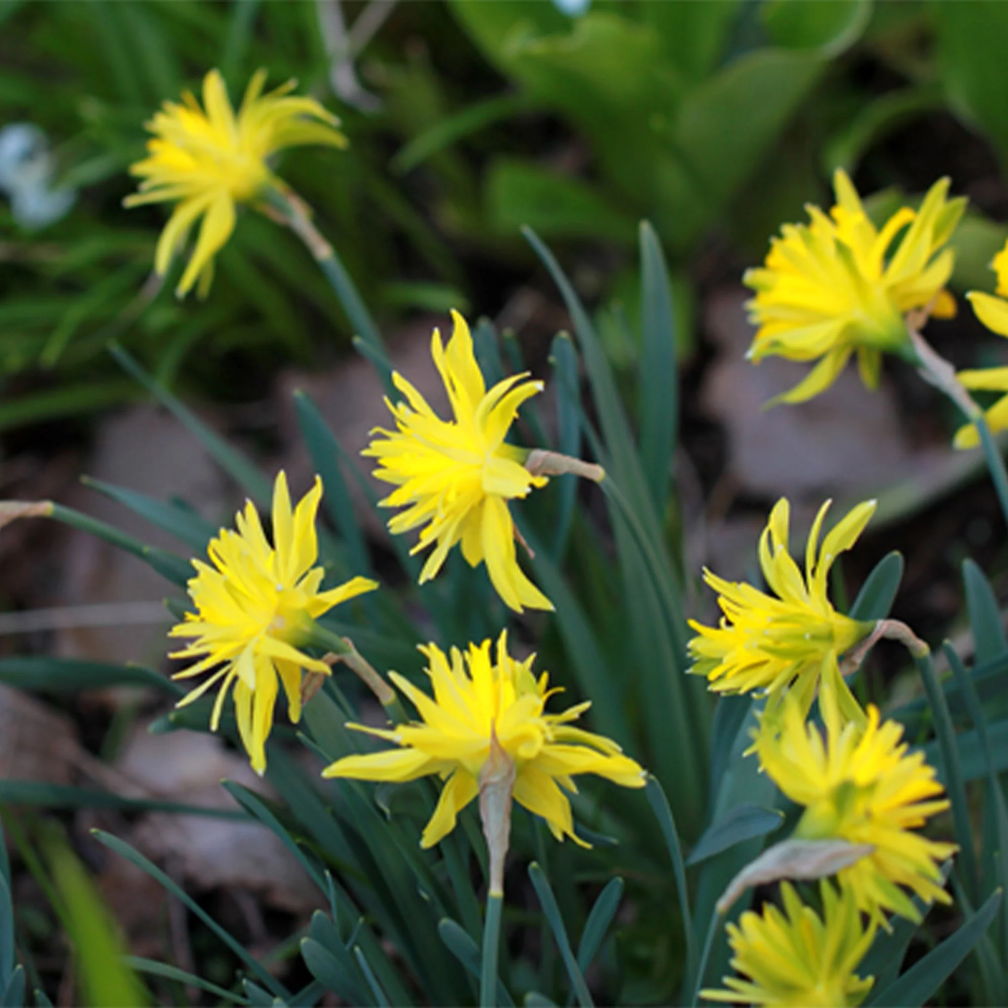 Narcissus ‘Rip van Winkle’_x.jpg
