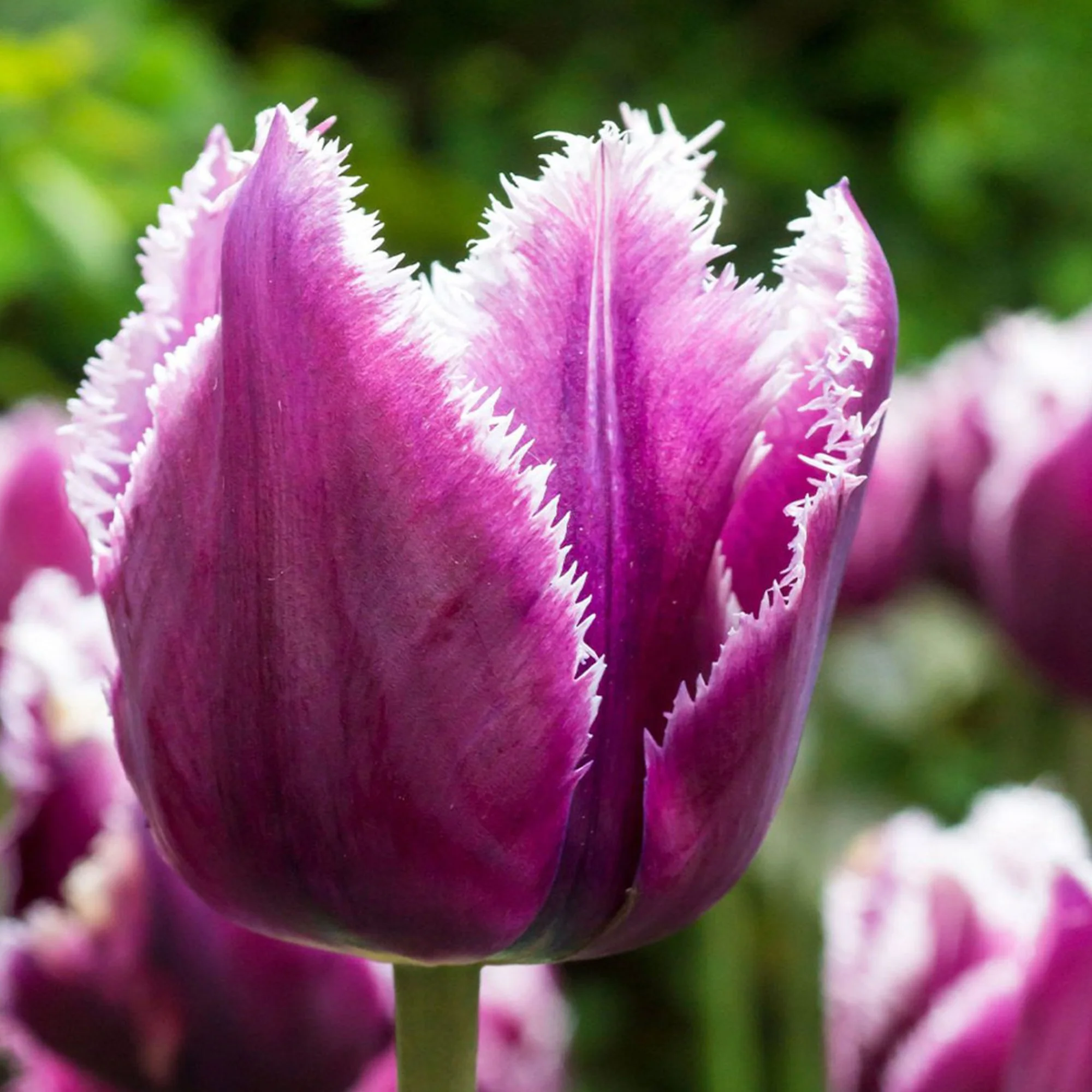 Tulip ‘San Martin’