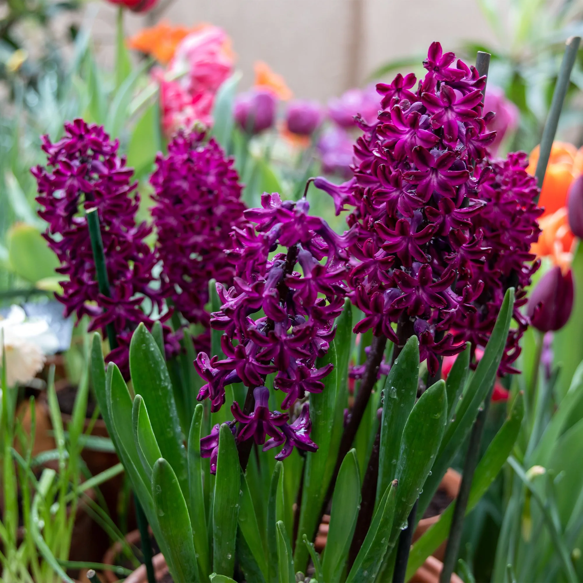 Hyacinthus ‘Woodstock’_as.jpg