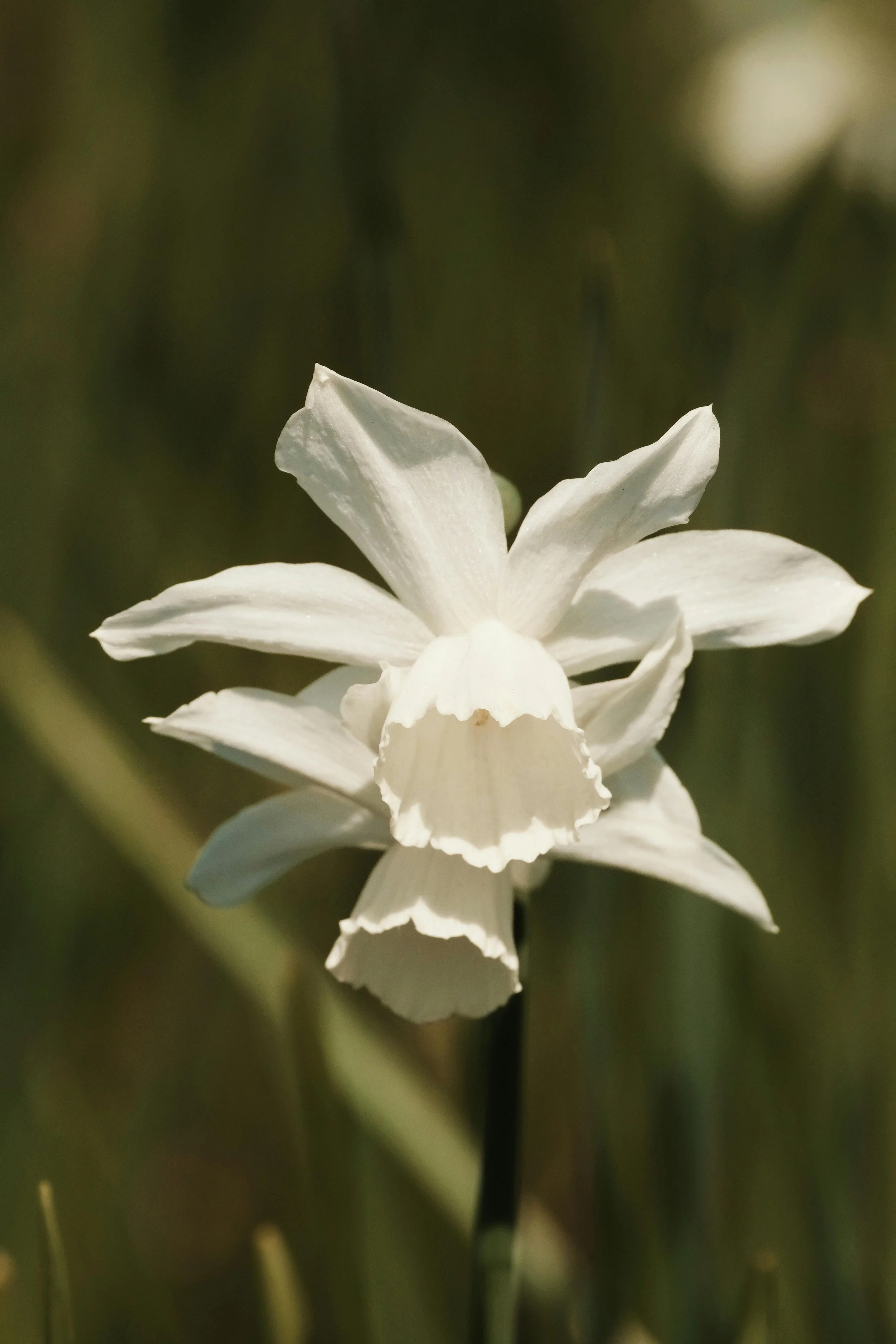 Narcissus ‘Thalia’.jpg