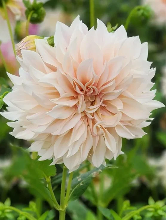 Dahlia 'Cafe au Lait' Tuber