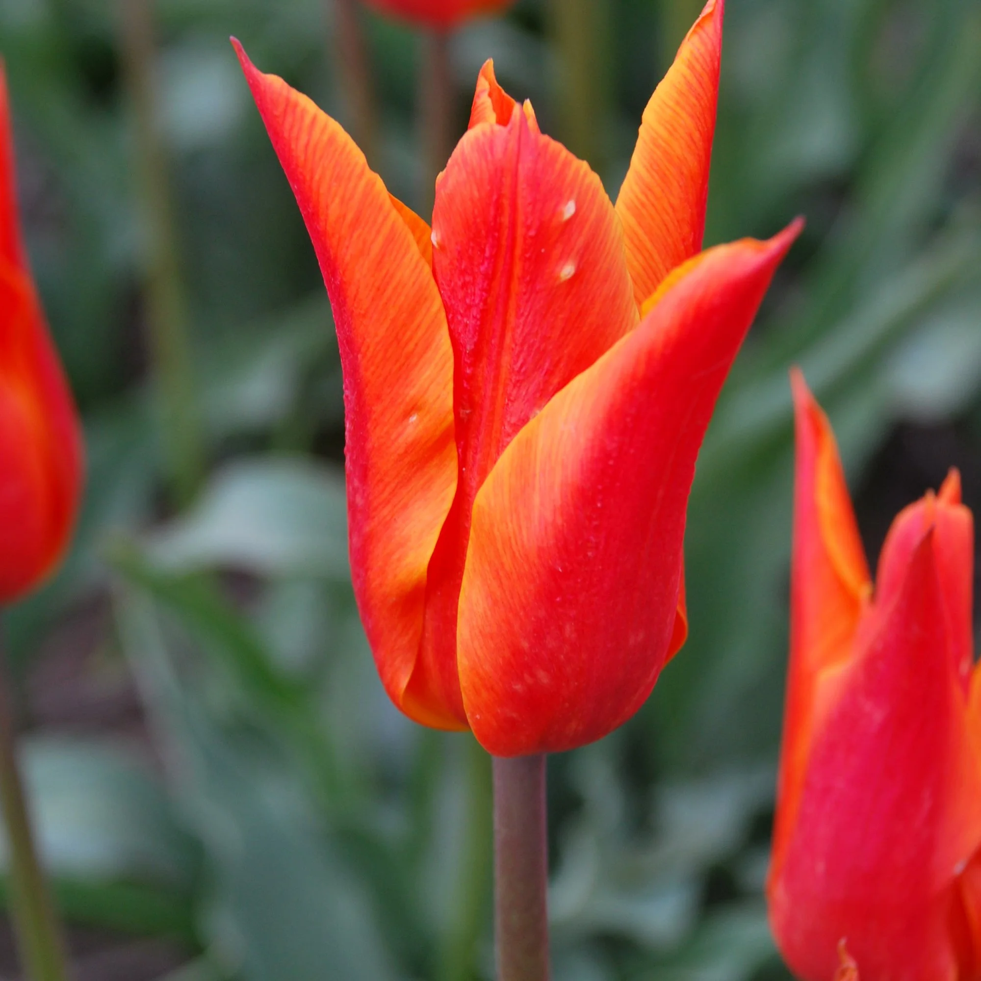 Tulip ‘Ballerina’